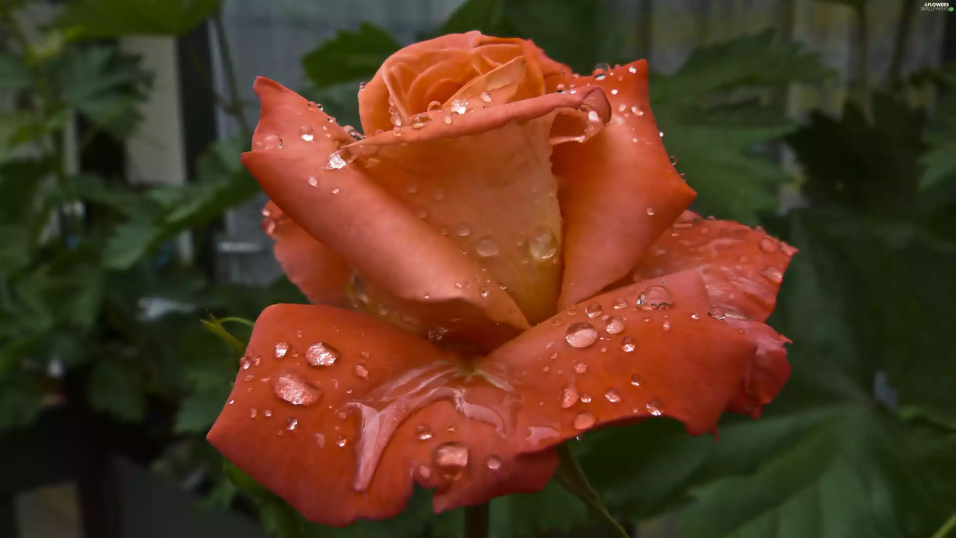 Orange, drops, rain, rose