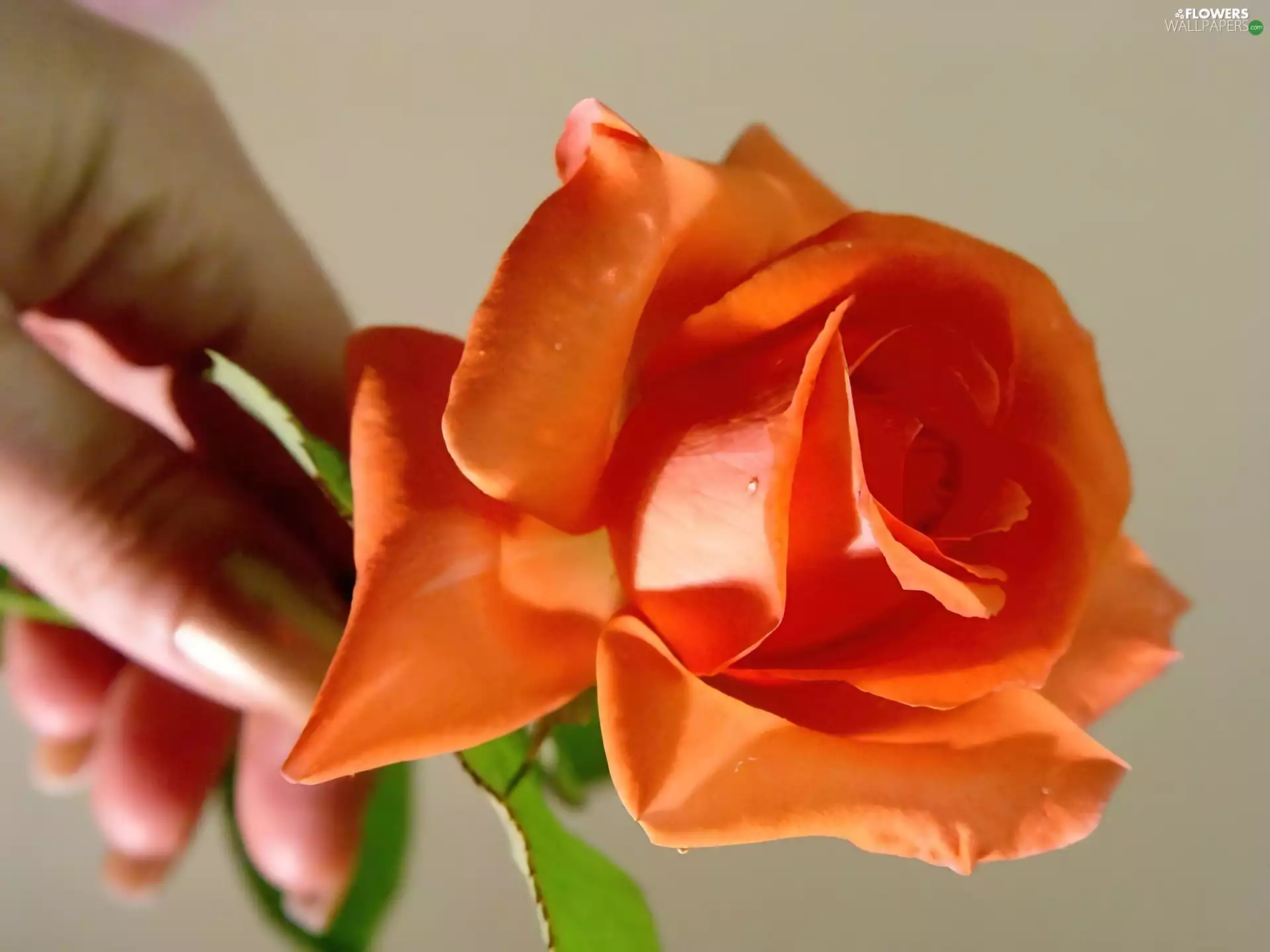 Orange, hand, Womens, rose