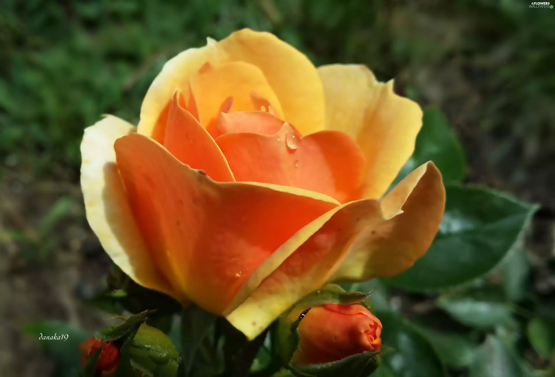 rose, yellow, Orange