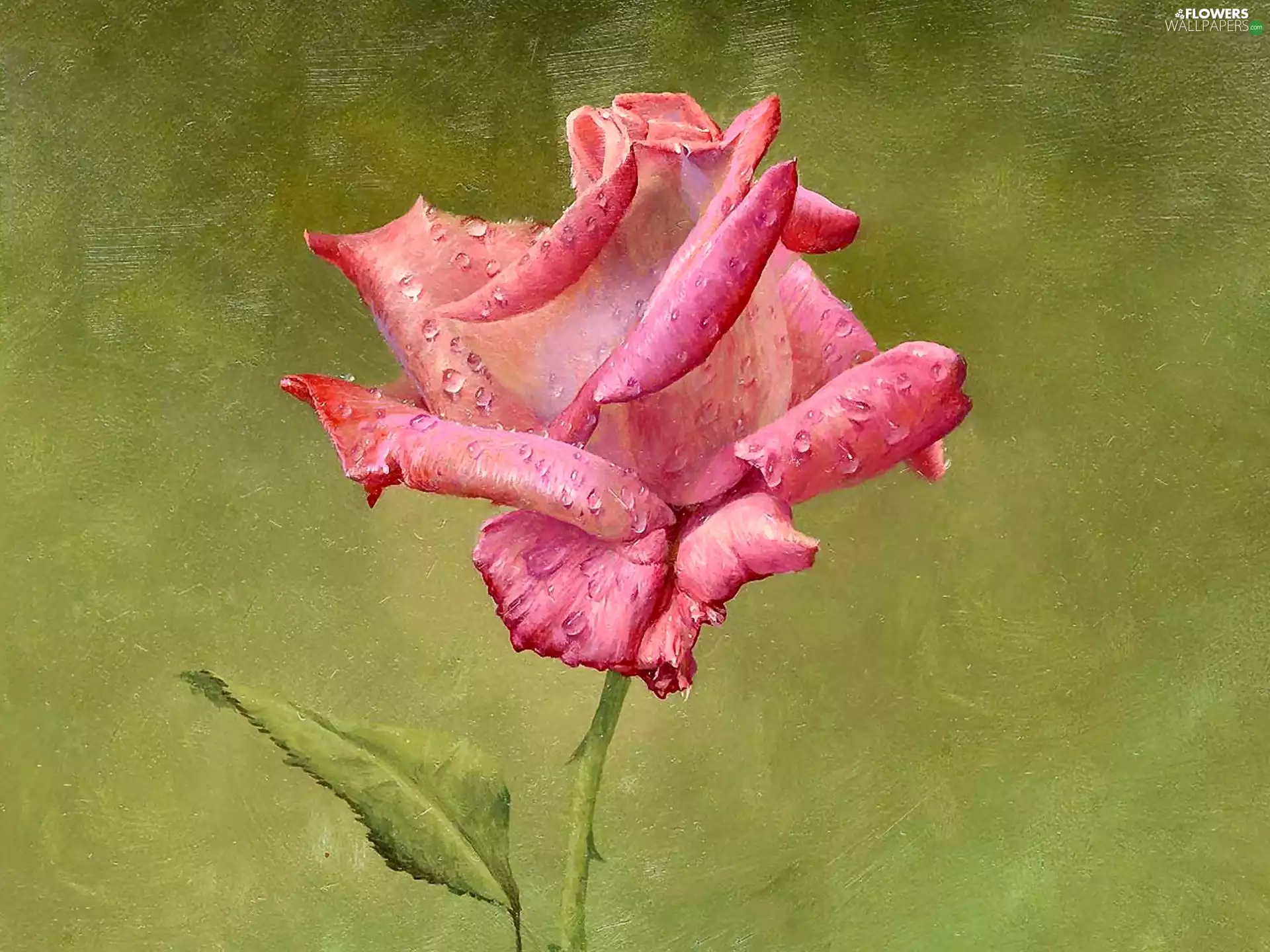 rose, picture