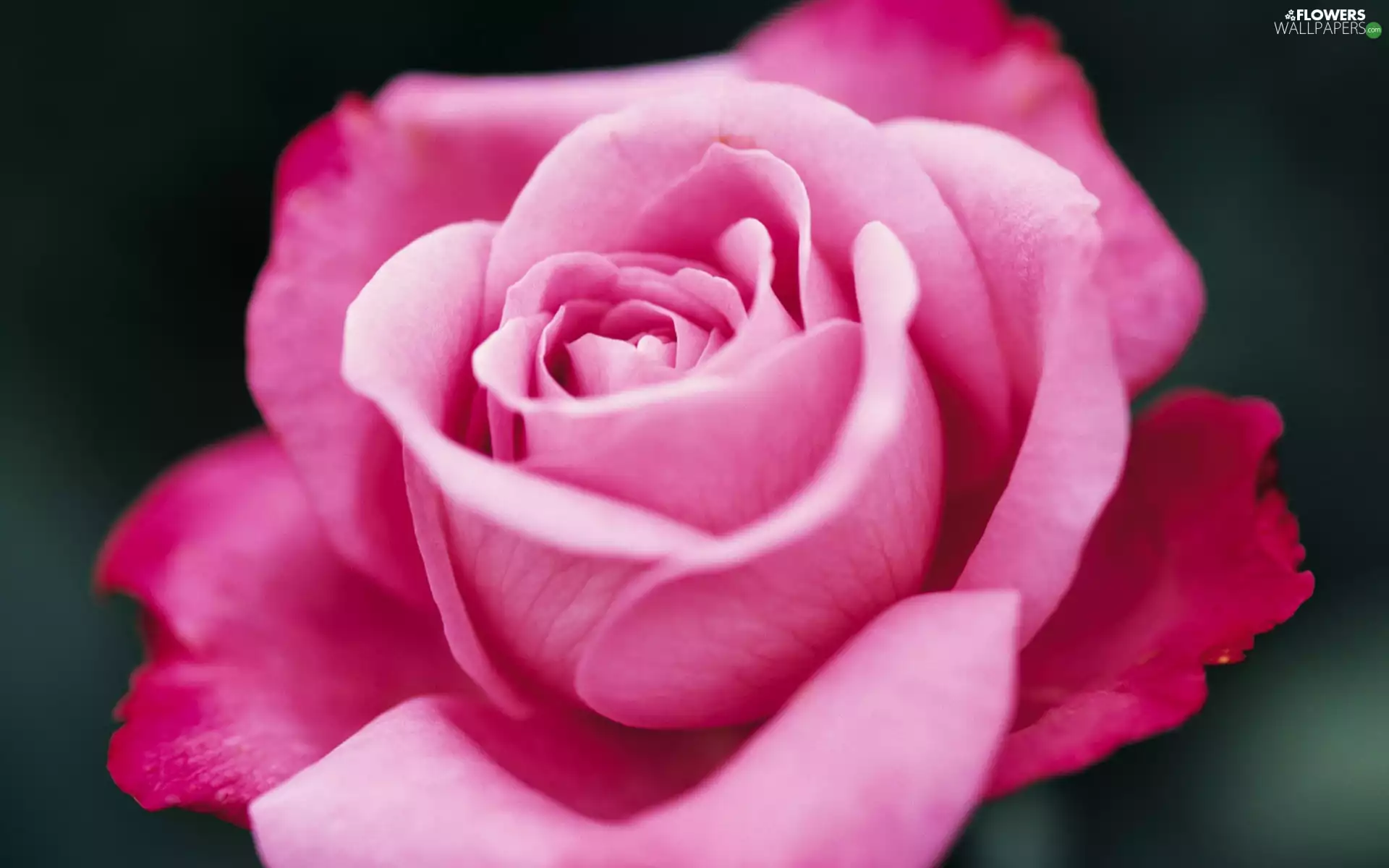 Pink, rose