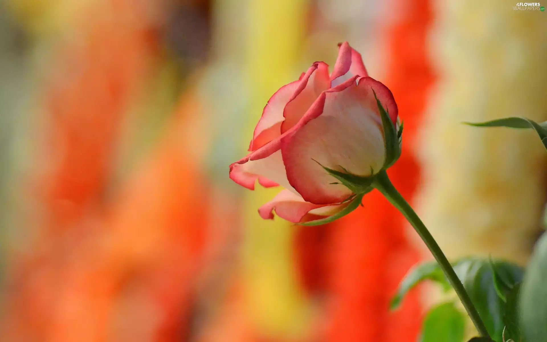 Pink, color, background, rose