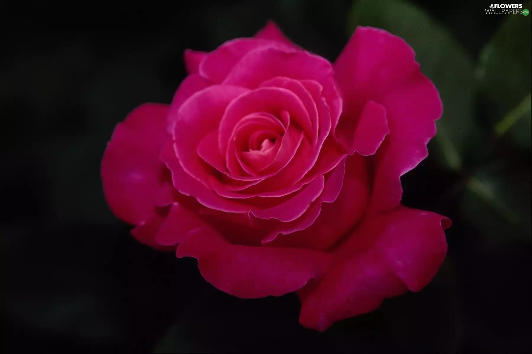 rose, Beauty, Pink