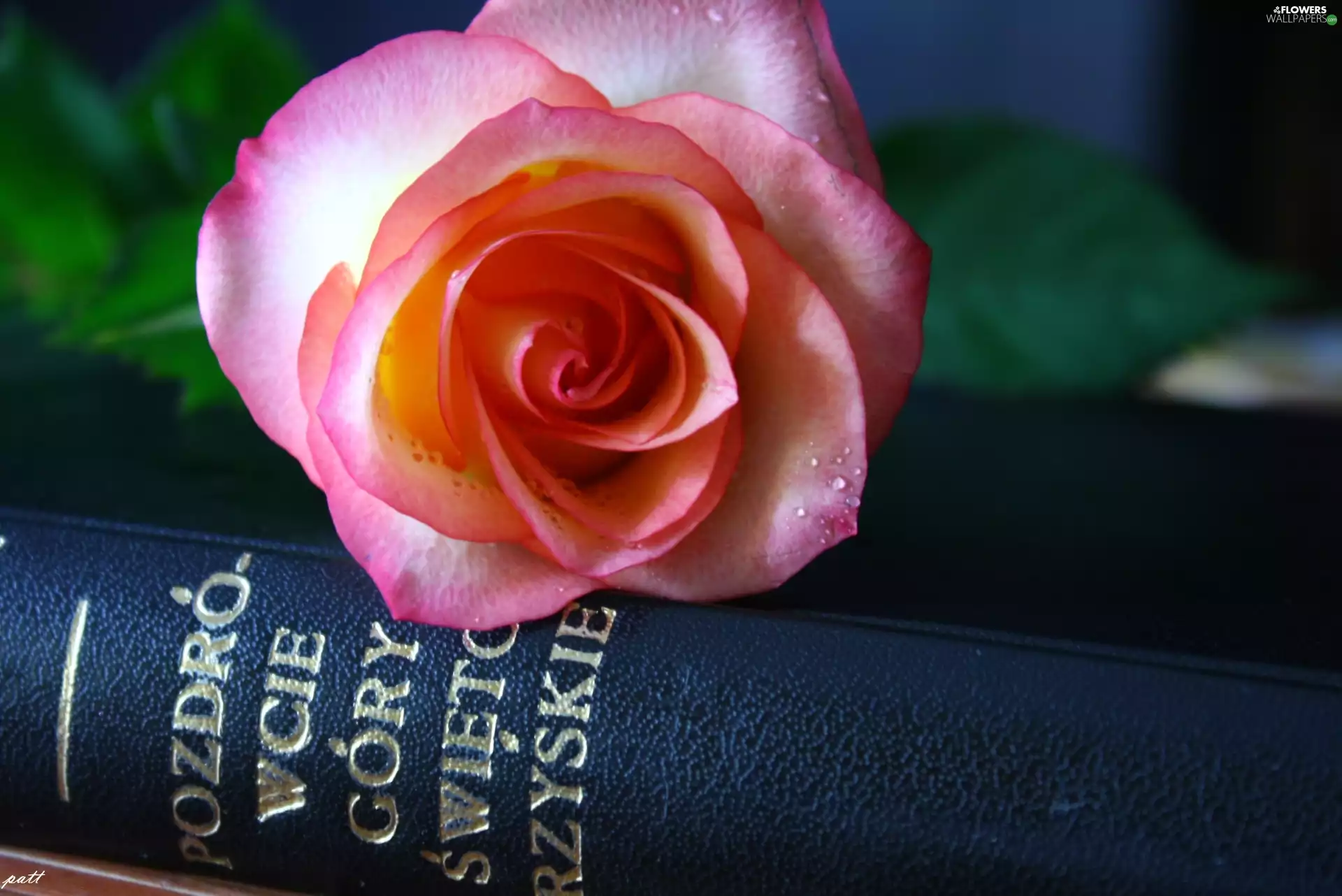 Pink, black, Book, rose