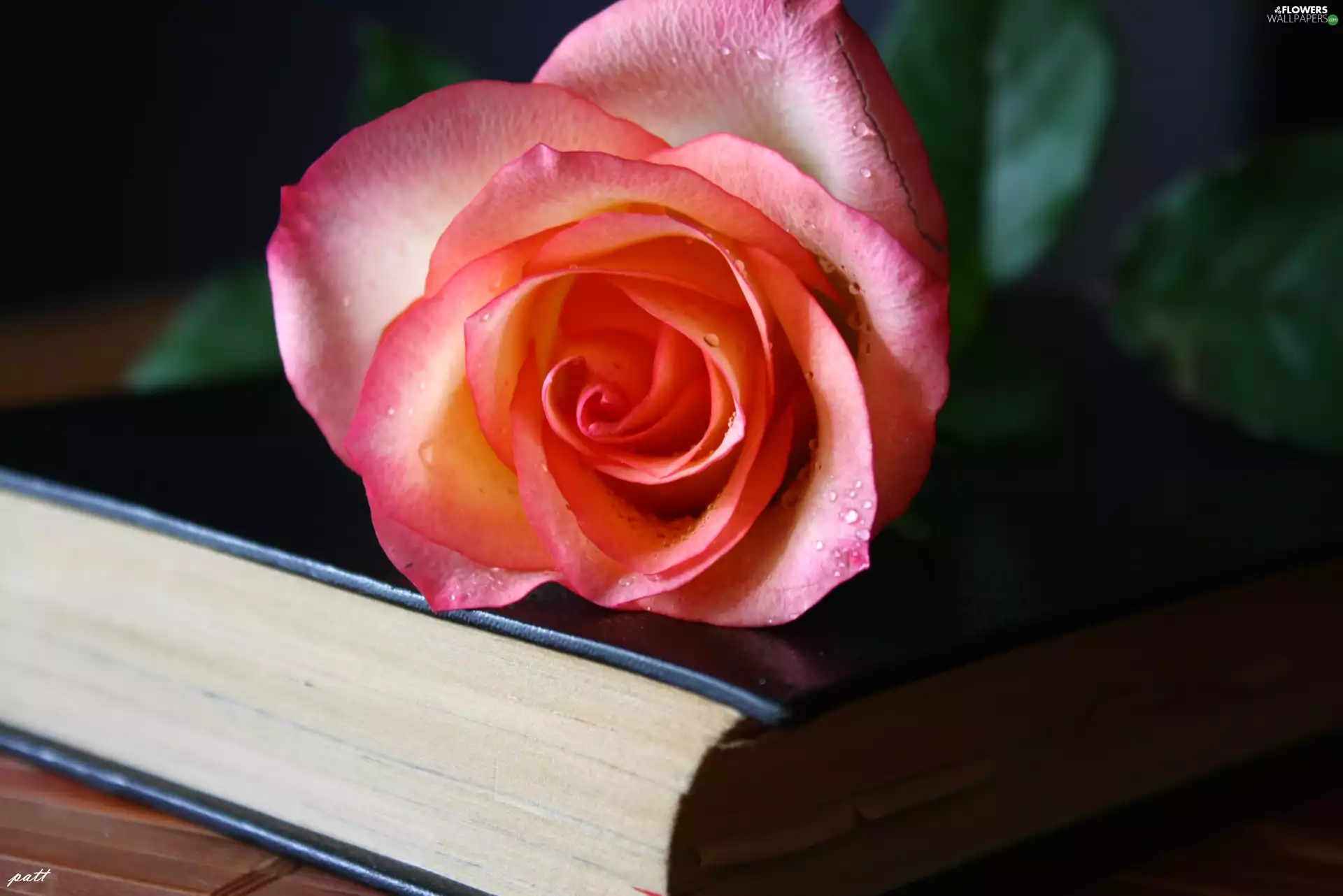 Pink, black, Book, rose