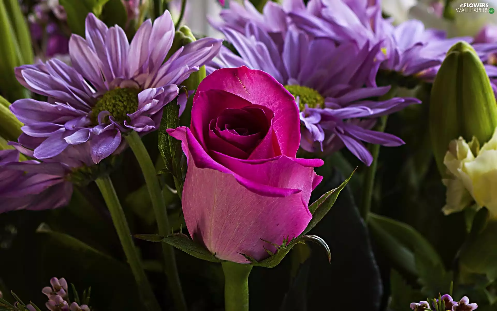 Pink, Chrysanthemums, bouquet, rose