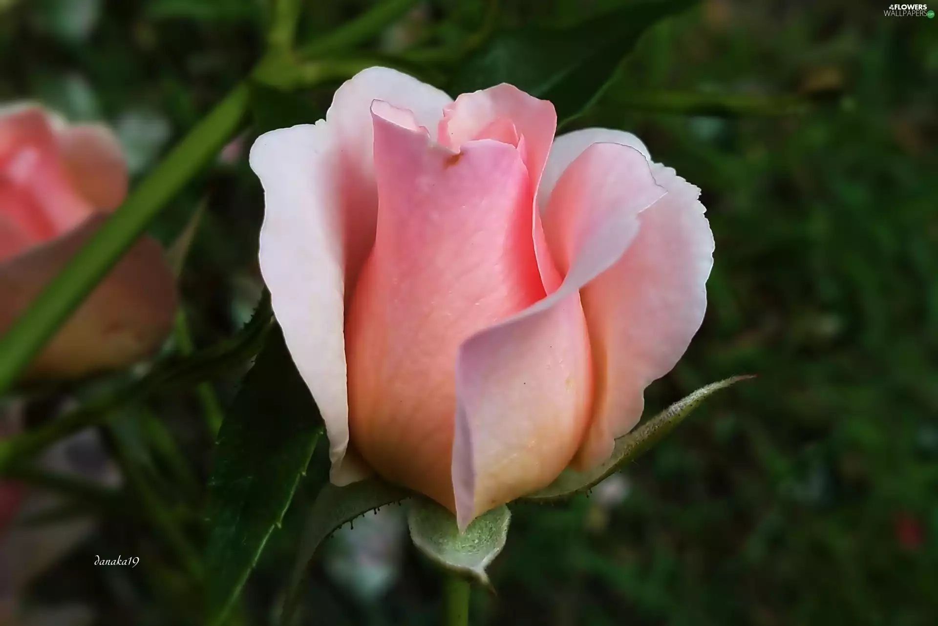 rose, bud, pink