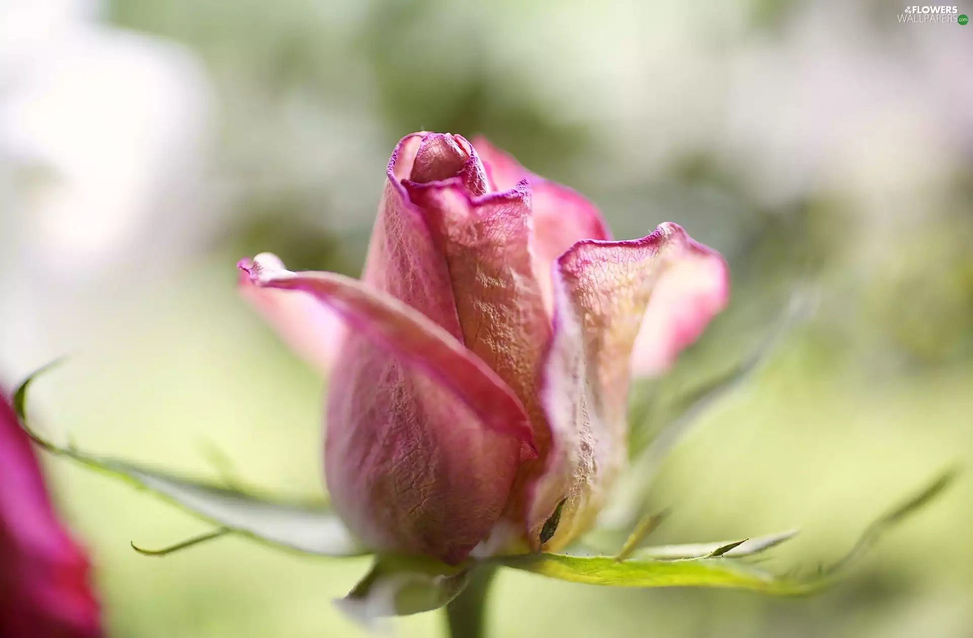 Pink, bud, Close, rose