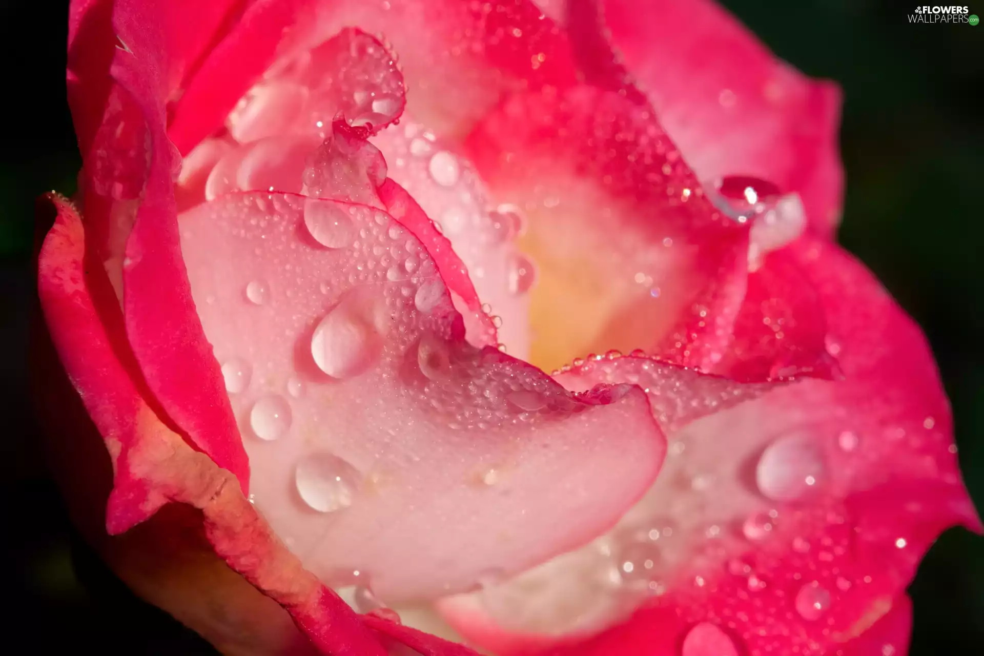 Pink, drops, Close, rose