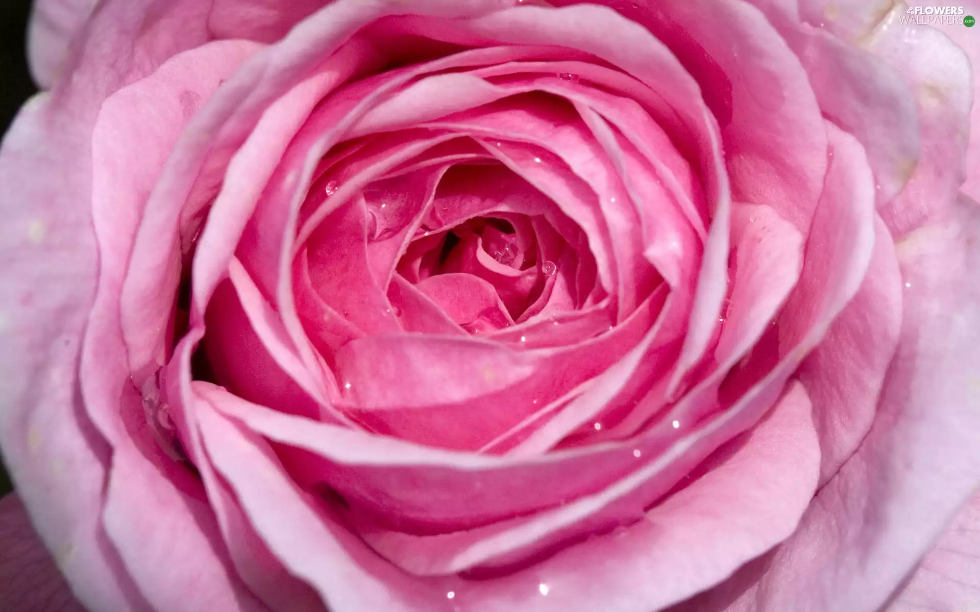 rose, developed, Pink