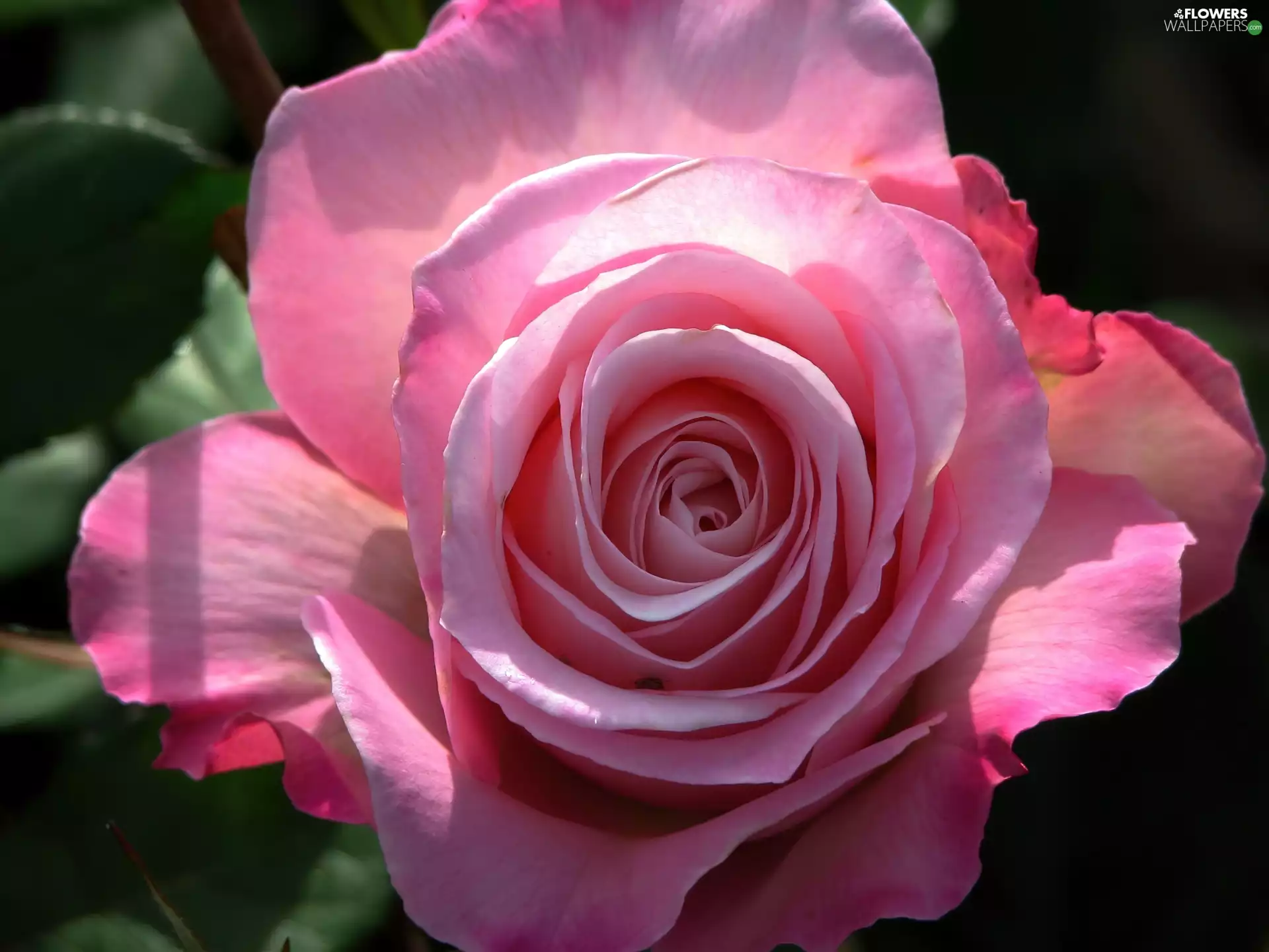 rose, developed, Pink