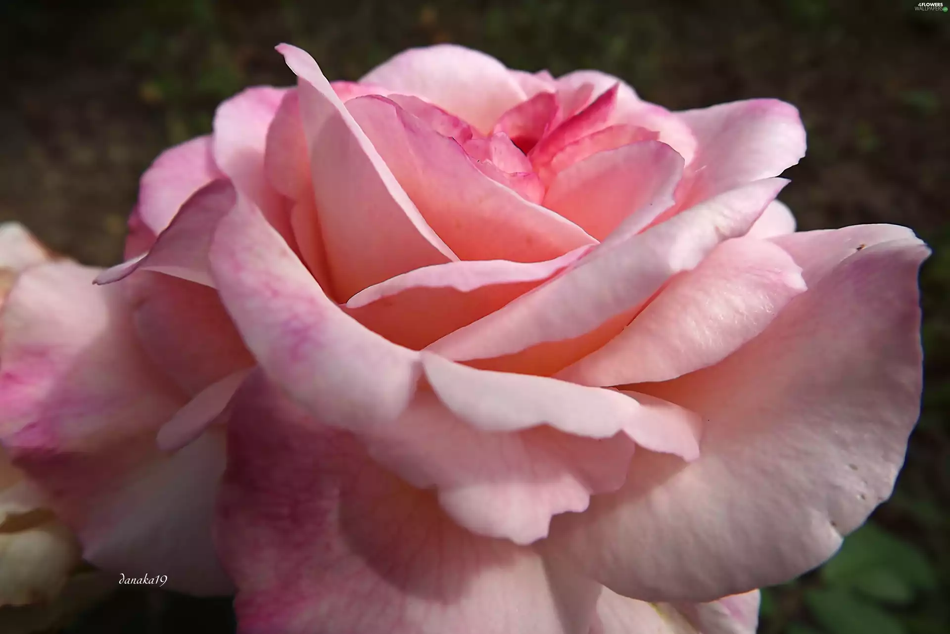 rose, developed, Pink