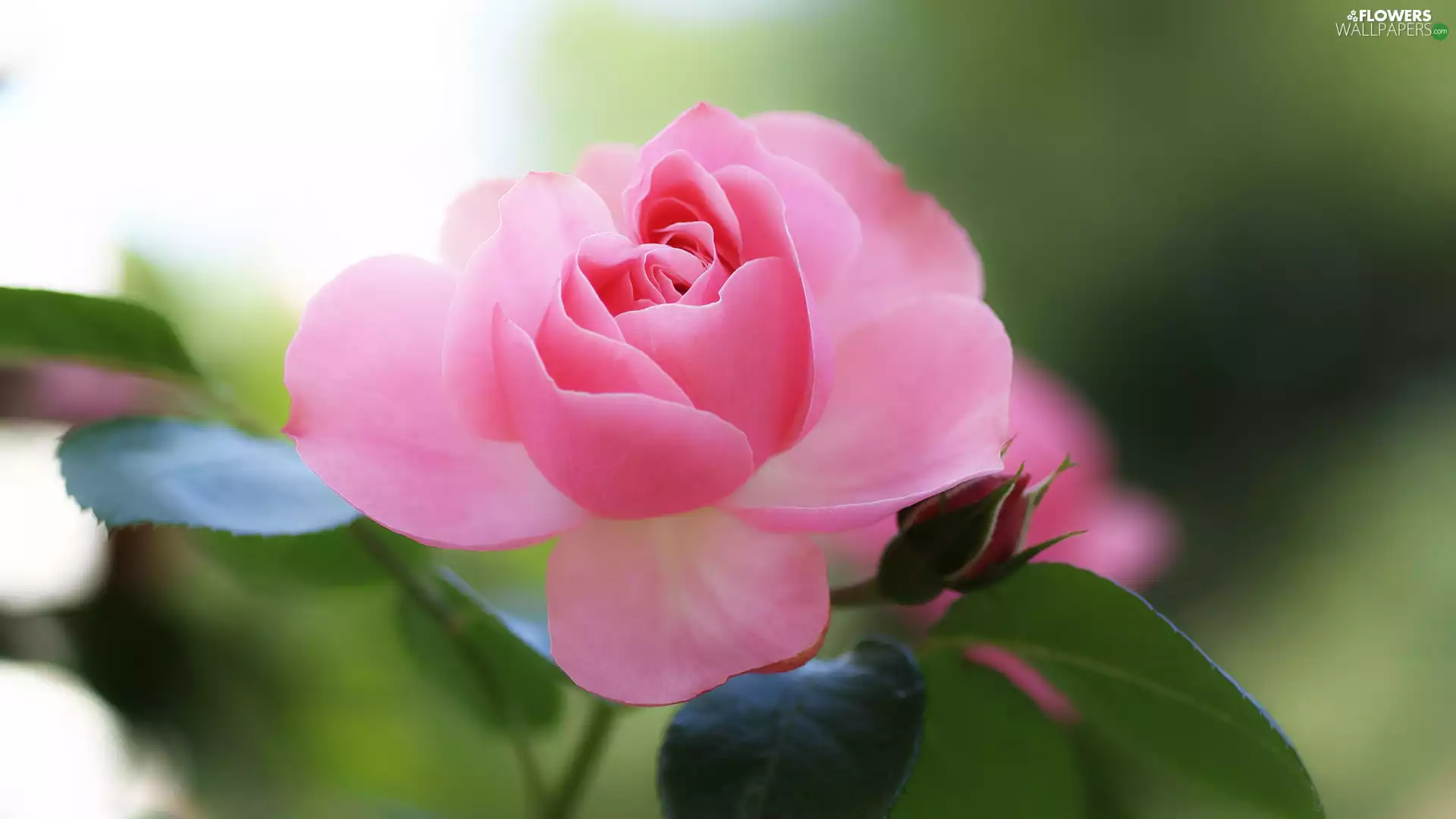 rose, developed, Pink