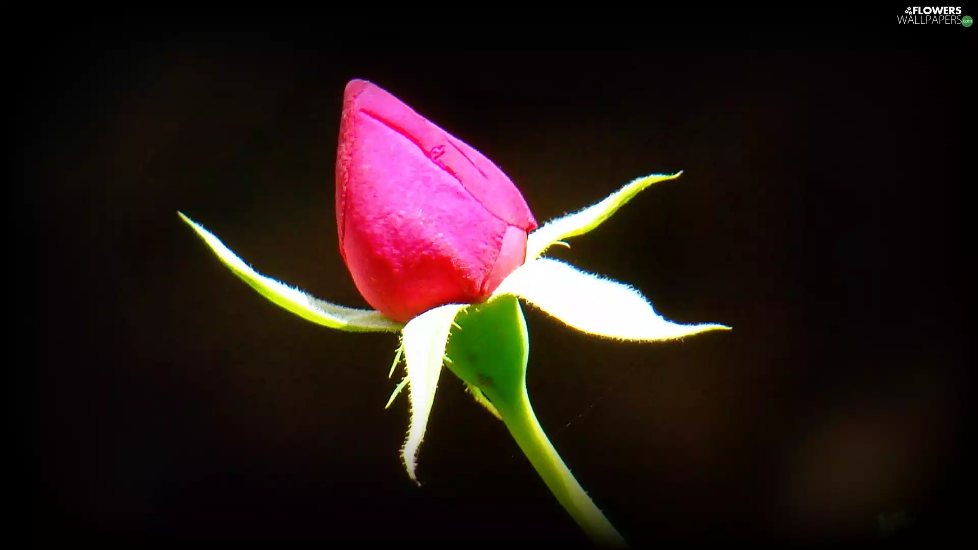 rose, doughnut, pink