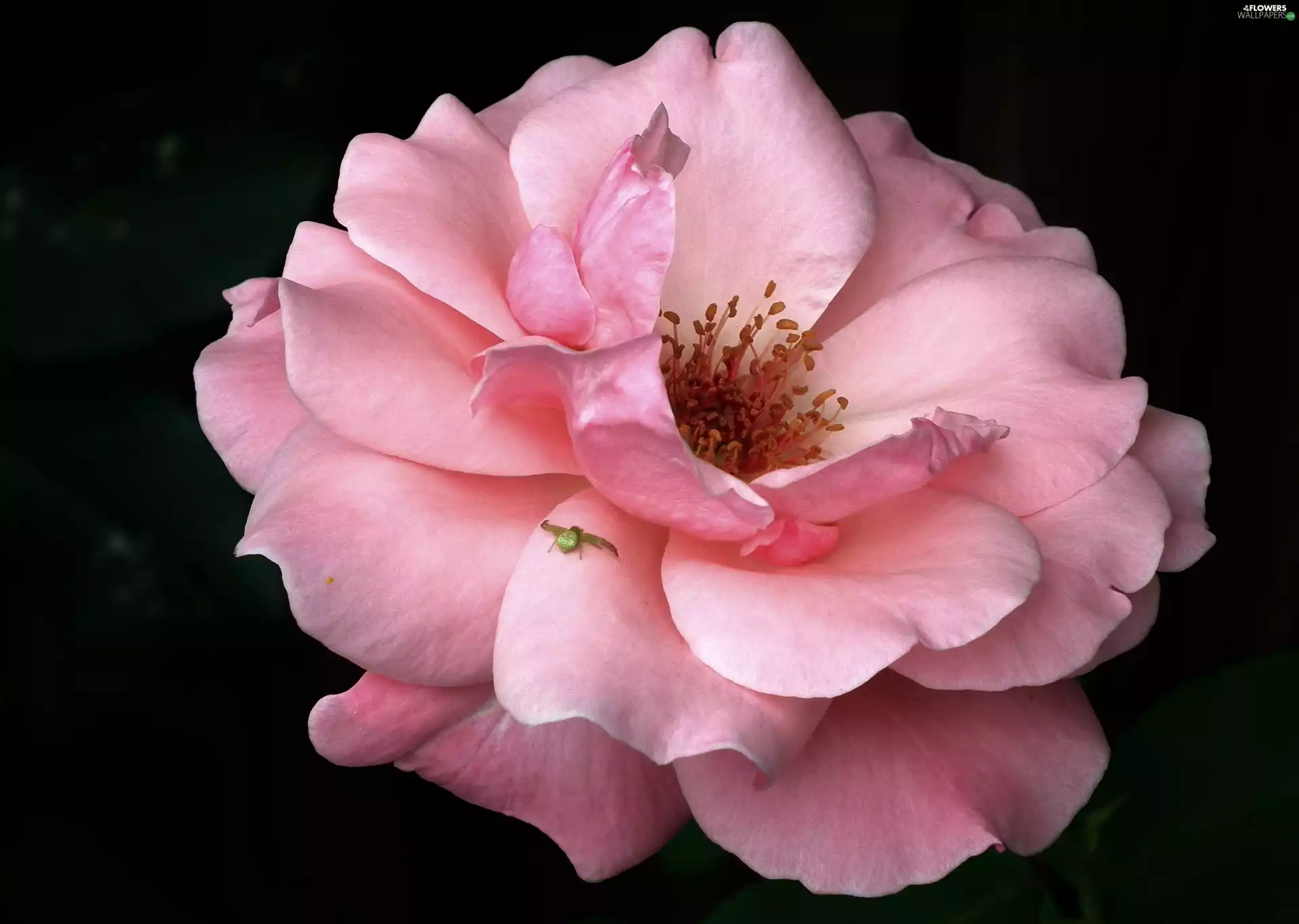 nature, rose, Pink, Colourfull Flowers