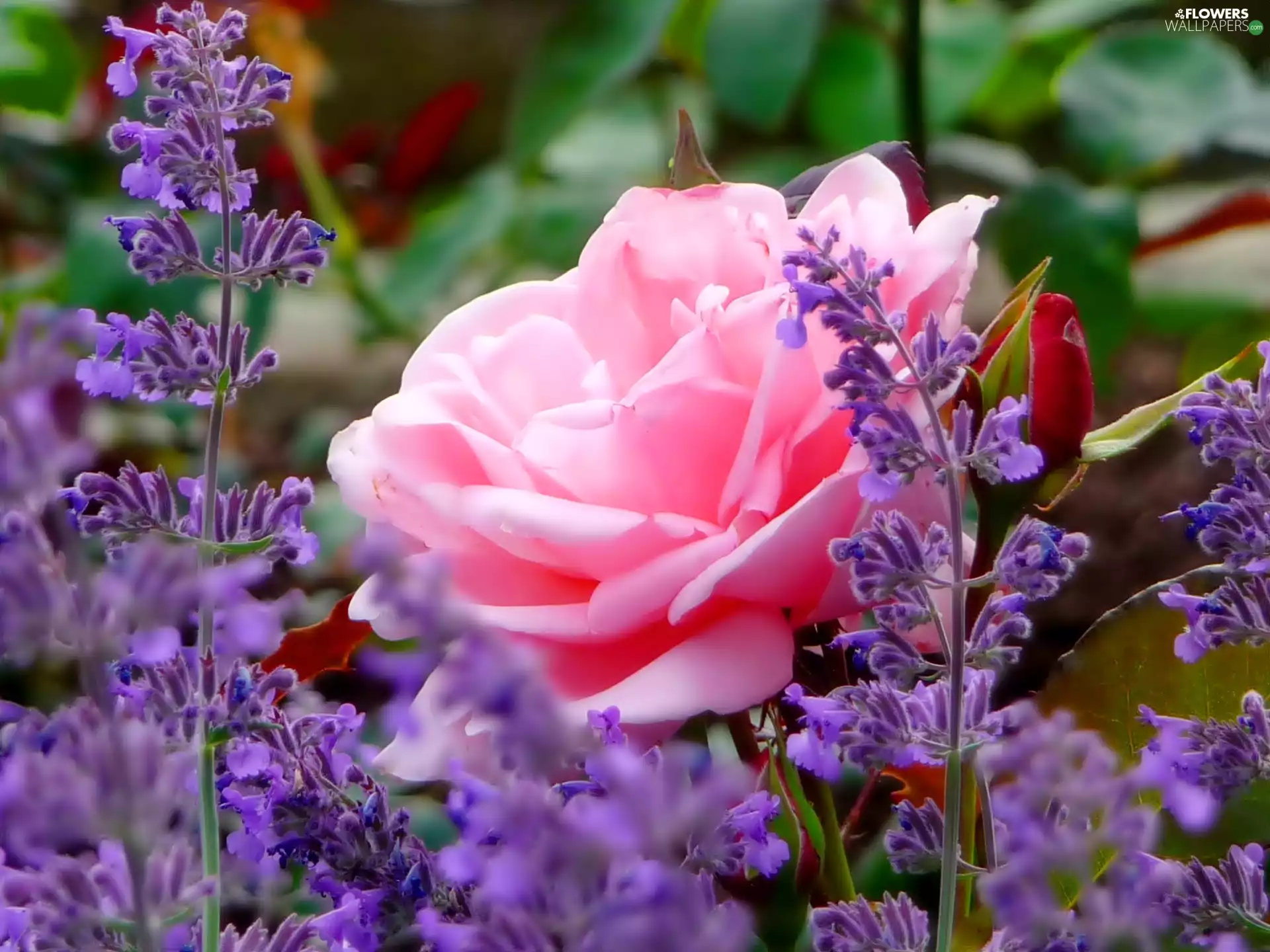 Pink, purple, Flowers, rose