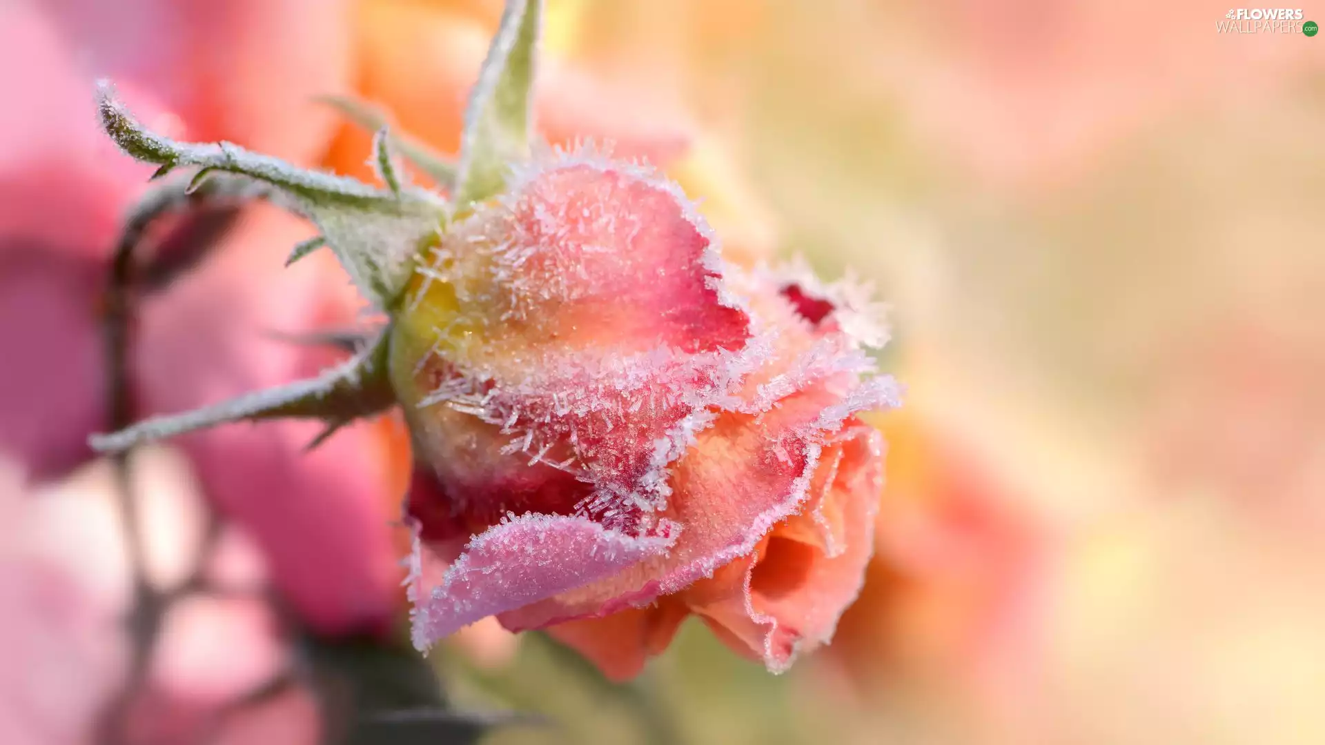 rose, frosted, Pink