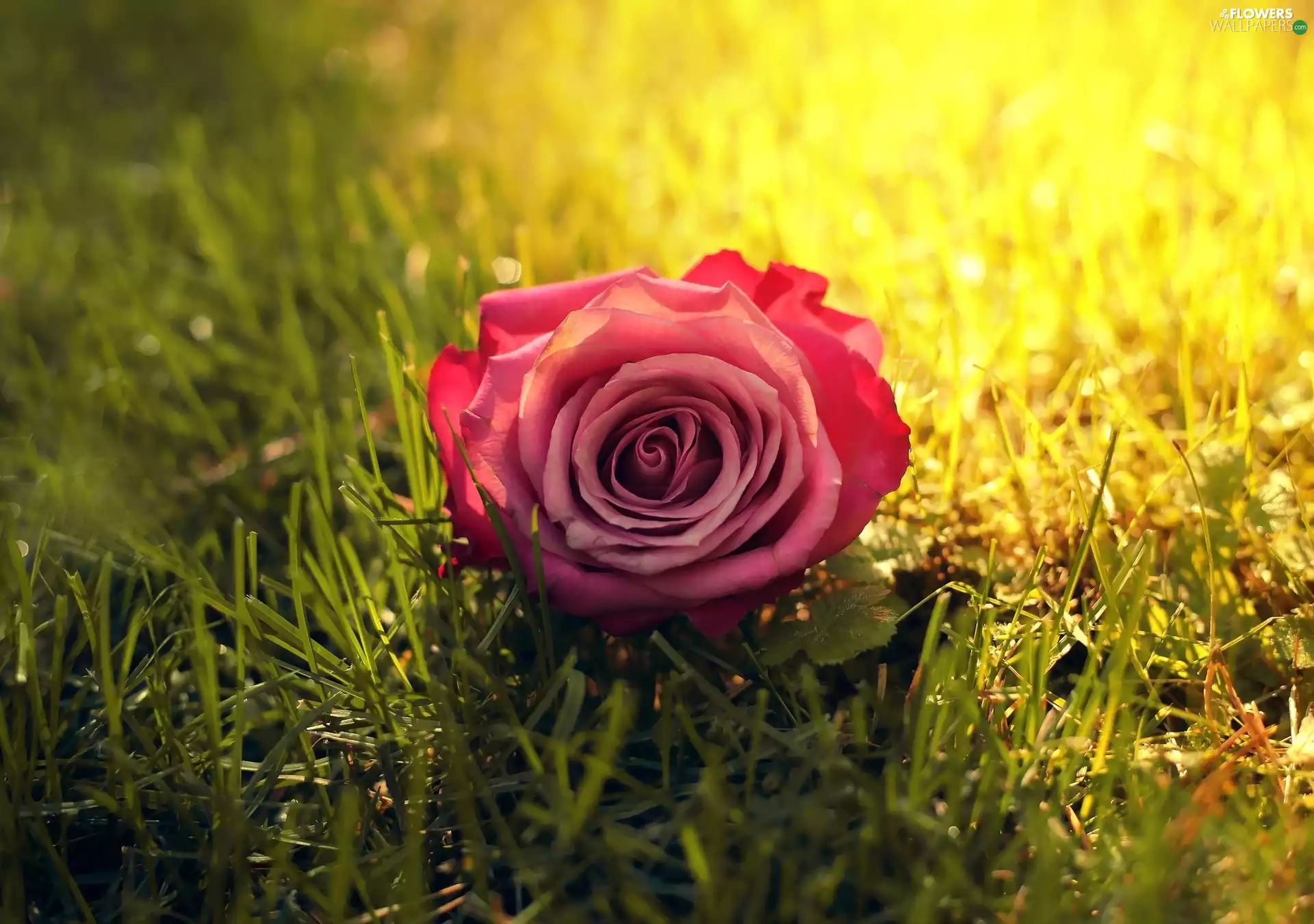rose, grass, pink