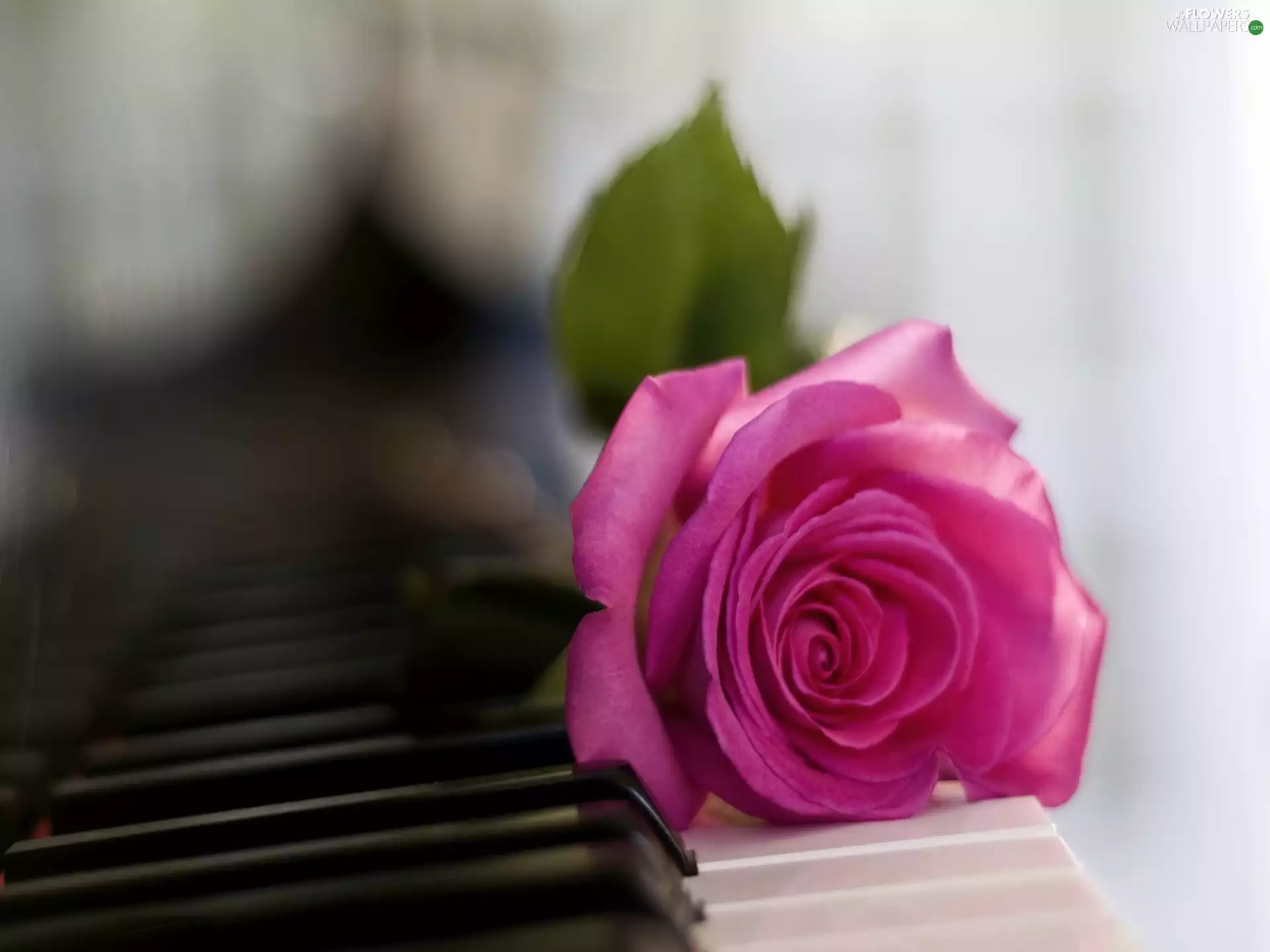 rose, keyboard, Pink