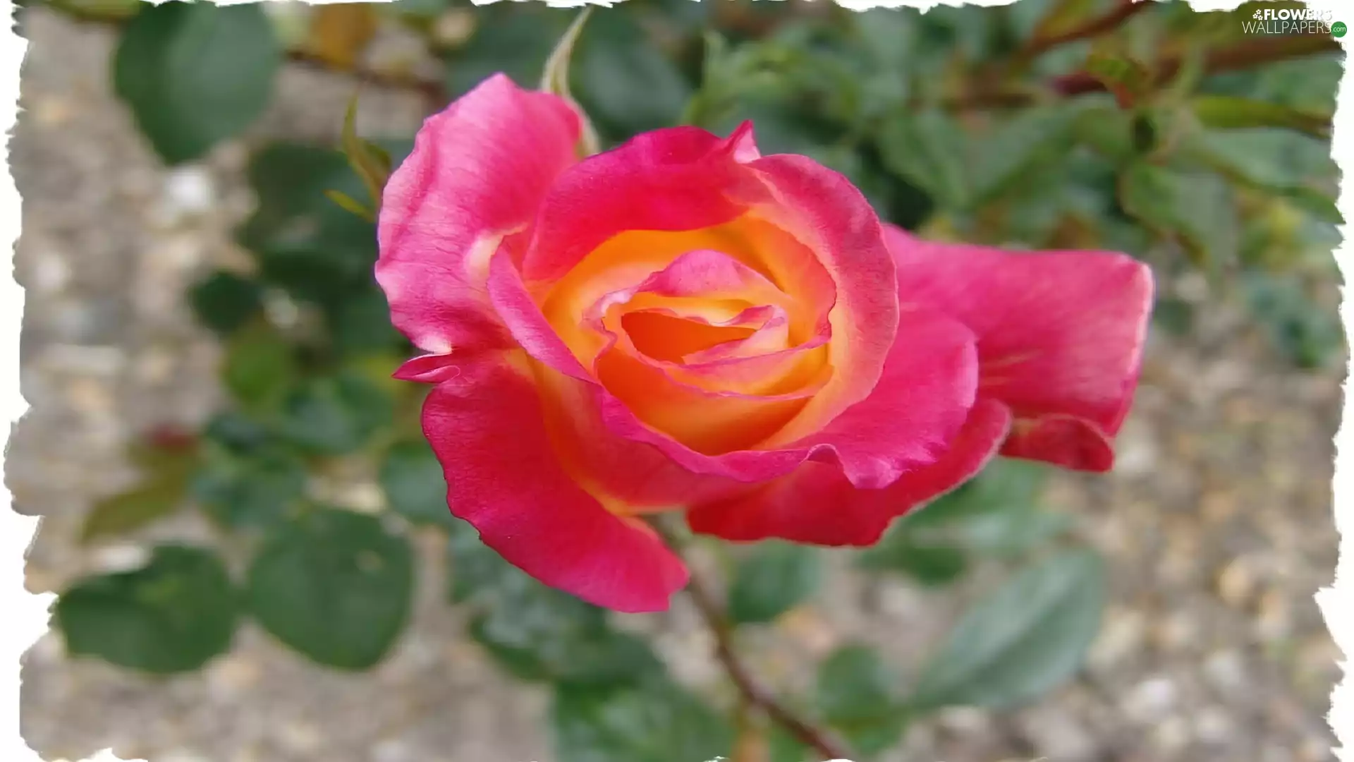Pink, ragged, picture, rose