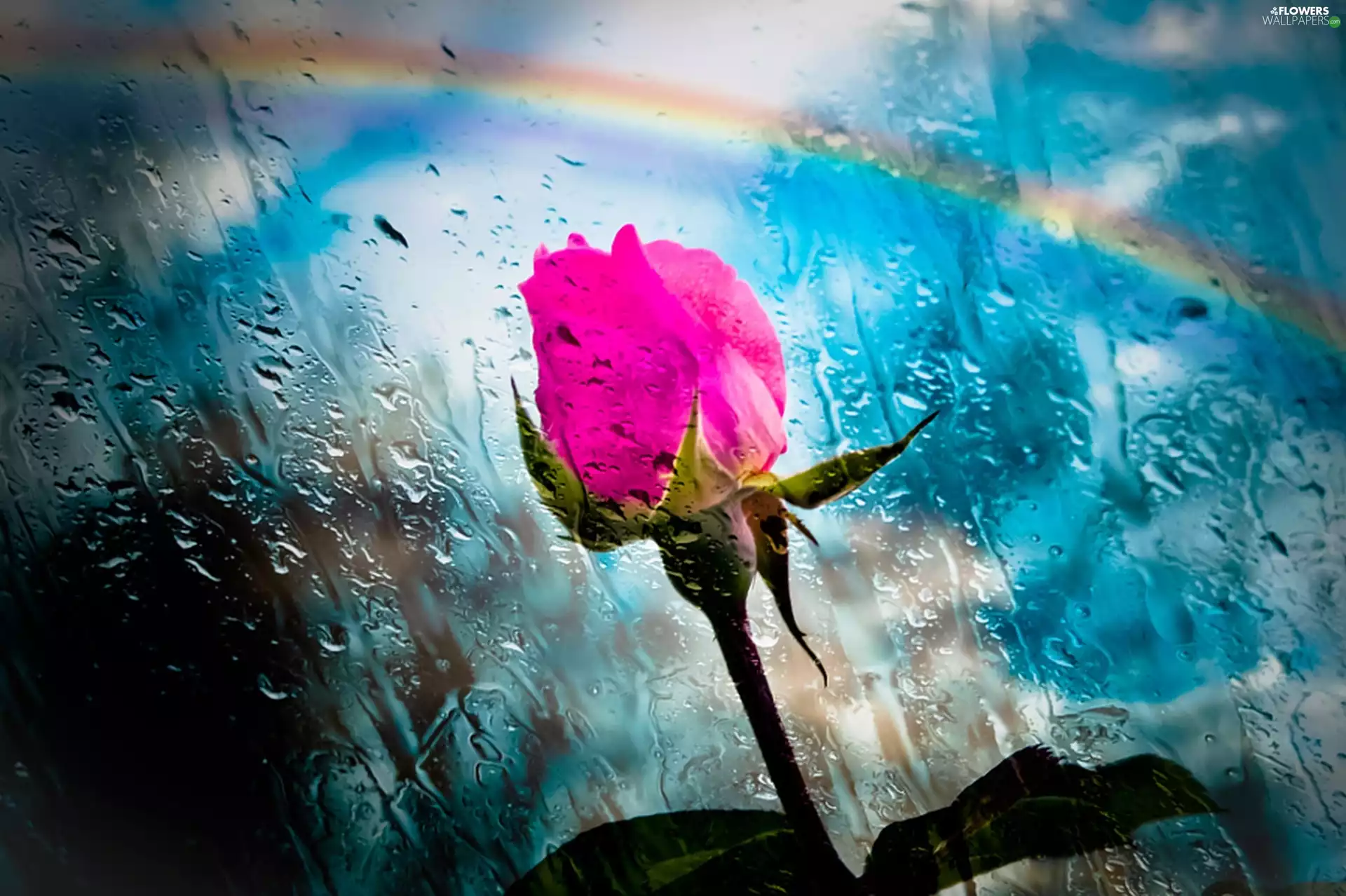 rain, Great Rainbows, rose, drops, Pink