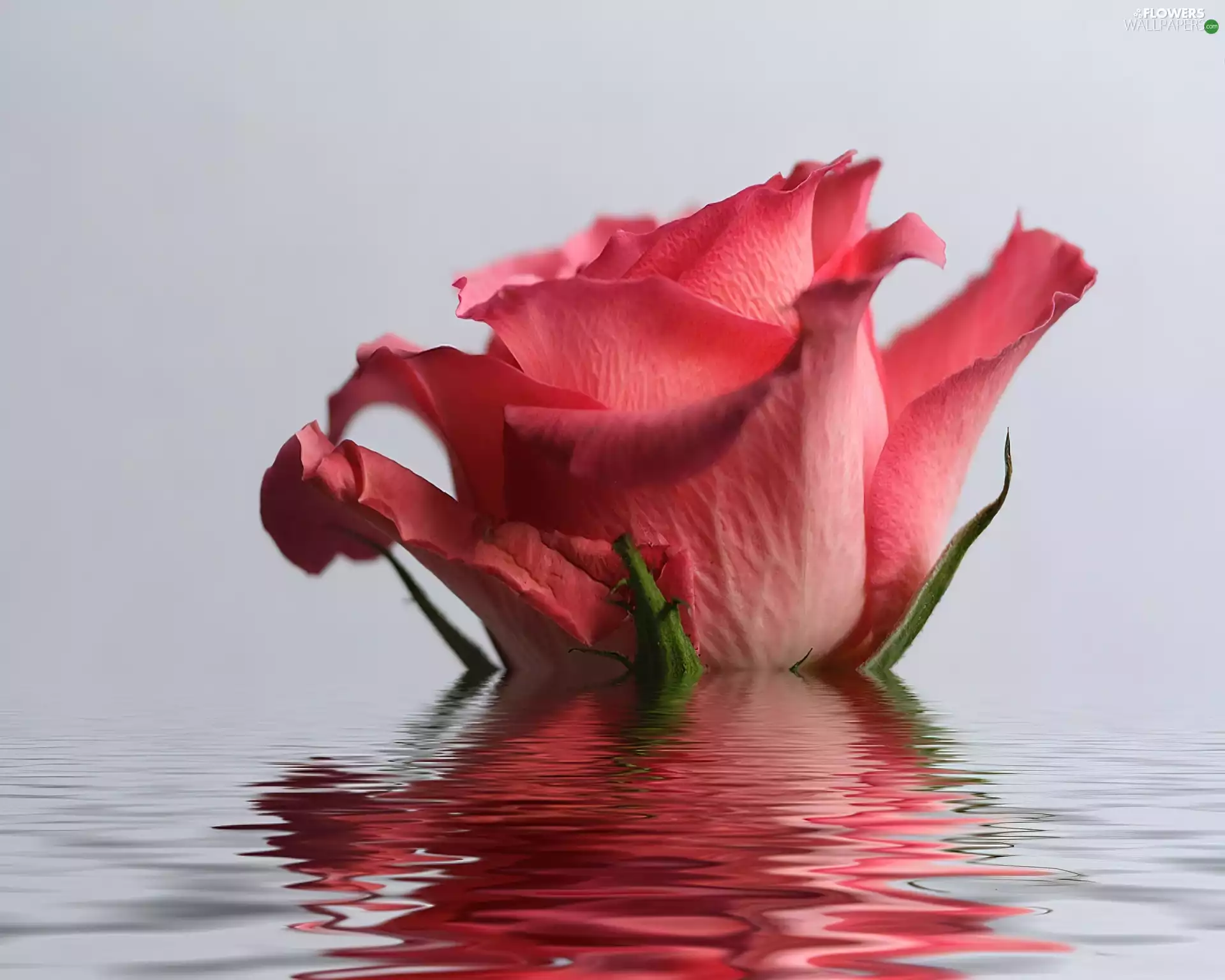 Pink, water, reflection, rose