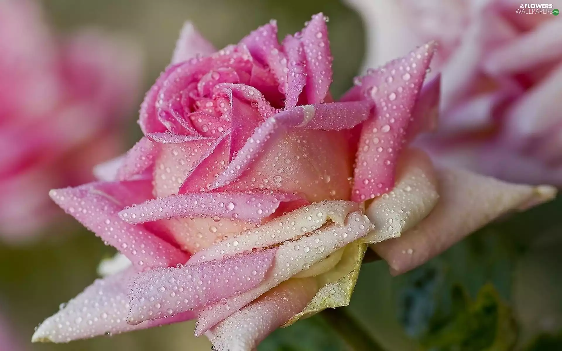 Pink, drops, Rosy, rose