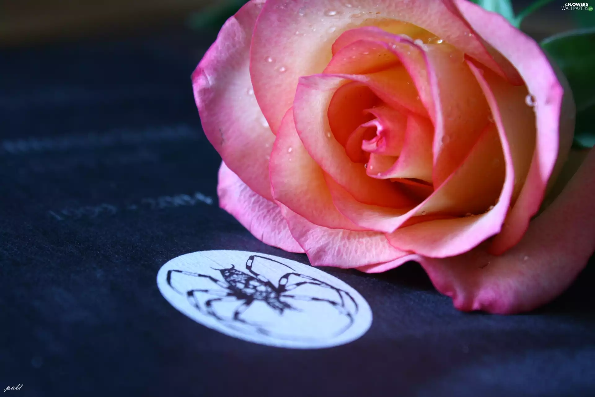 Pink, Book, Spider, rose