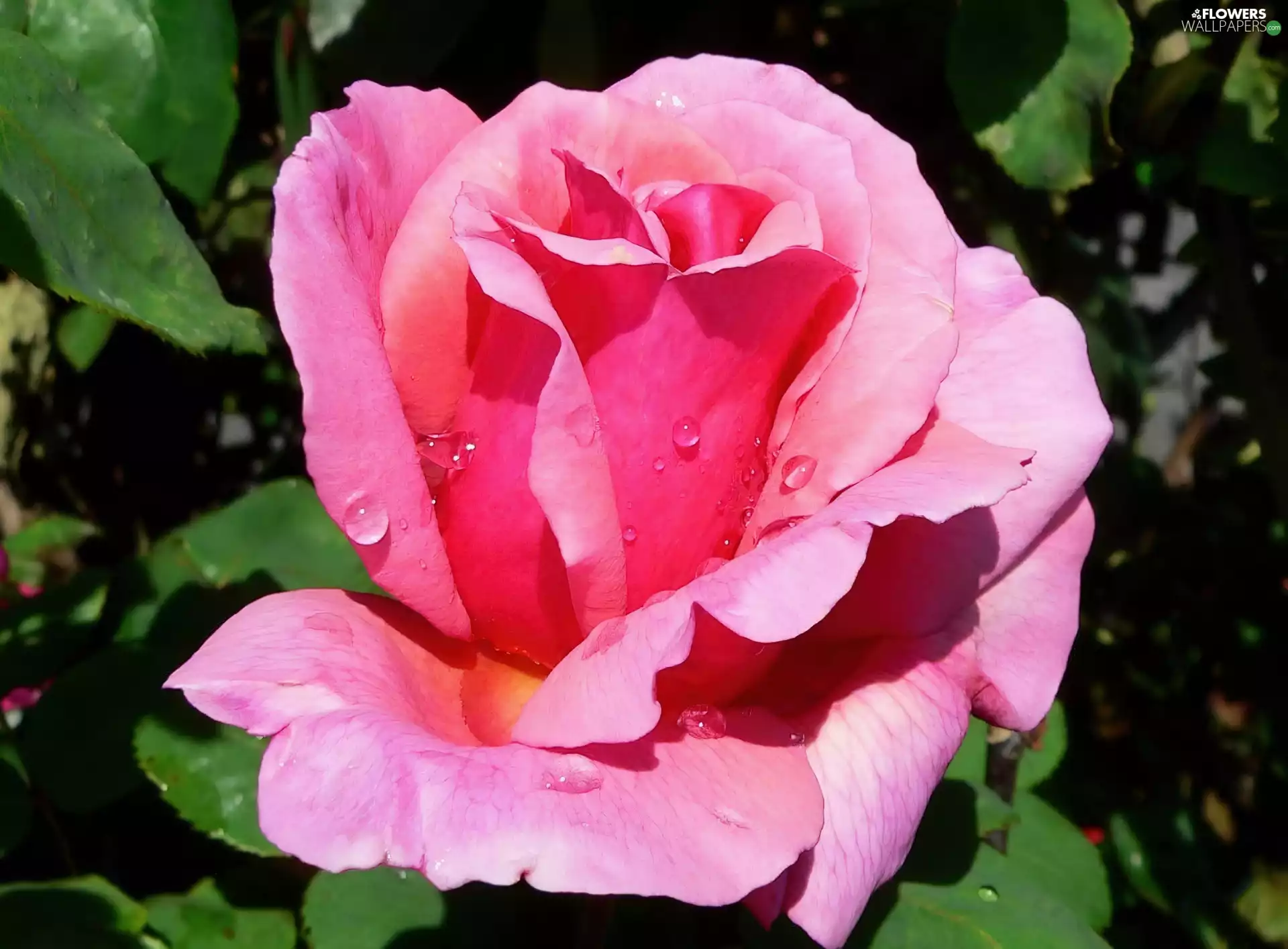 Pink, drops, water, rose