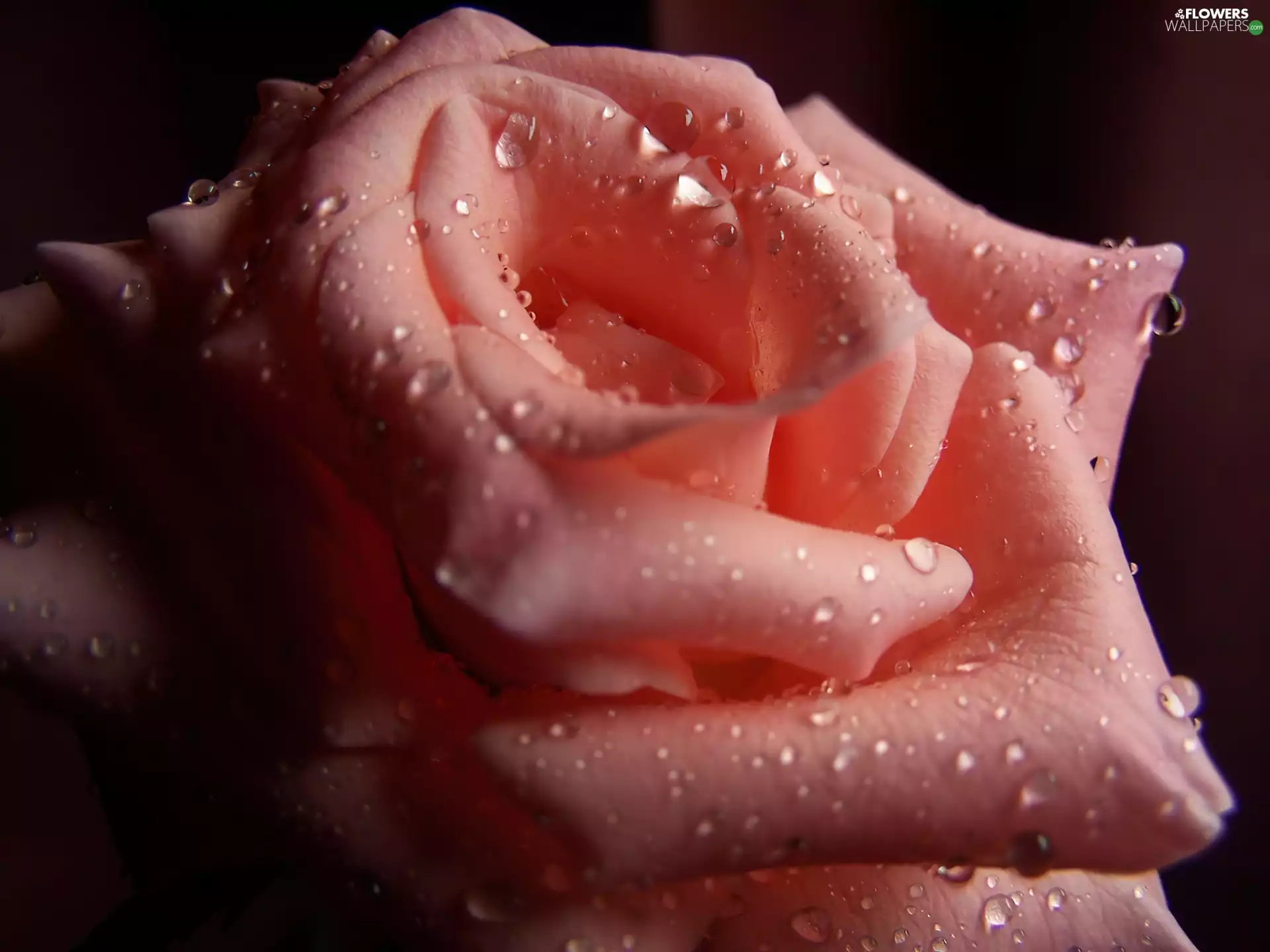 Pink, drops, water, rose