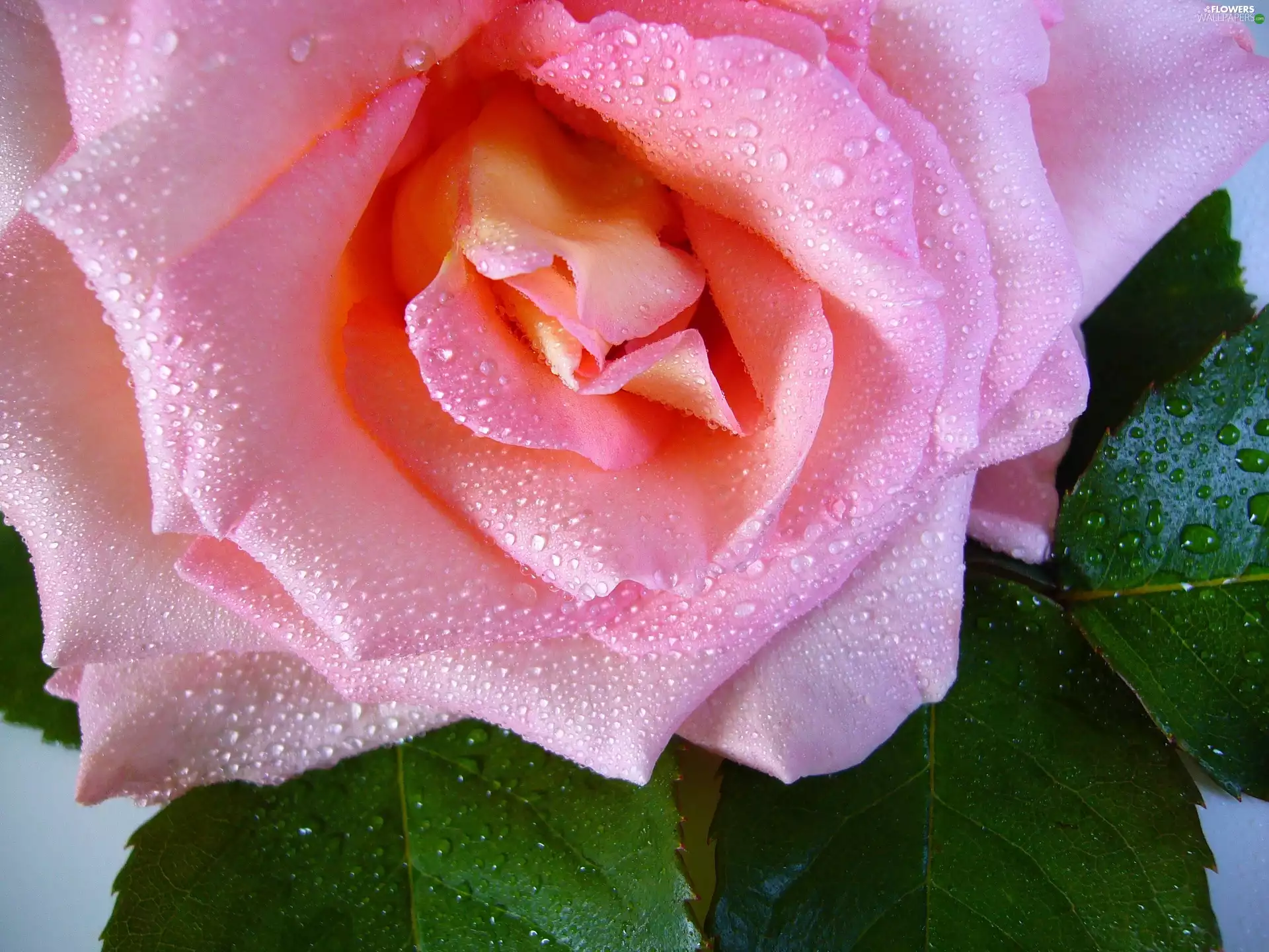 Pink, drops, water, rose