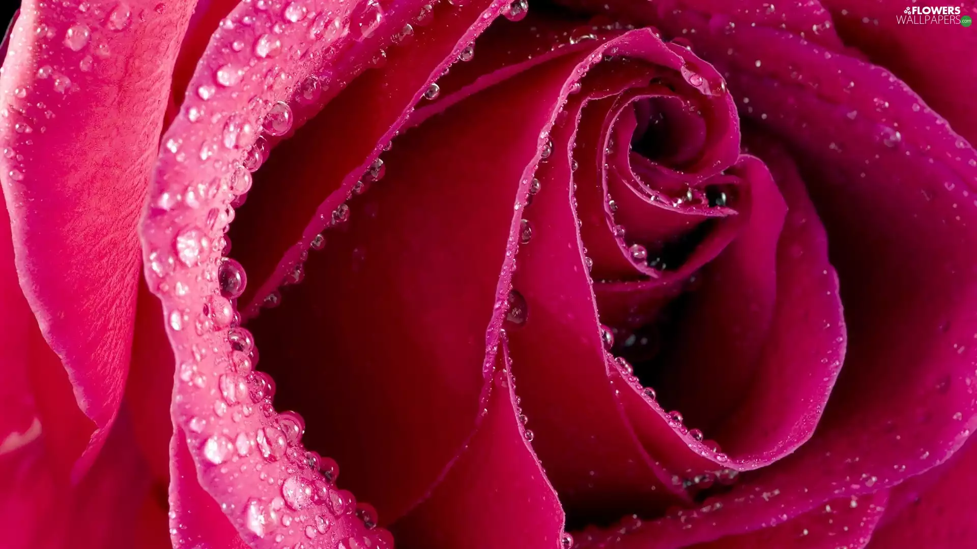Pink, drops, water, rose
