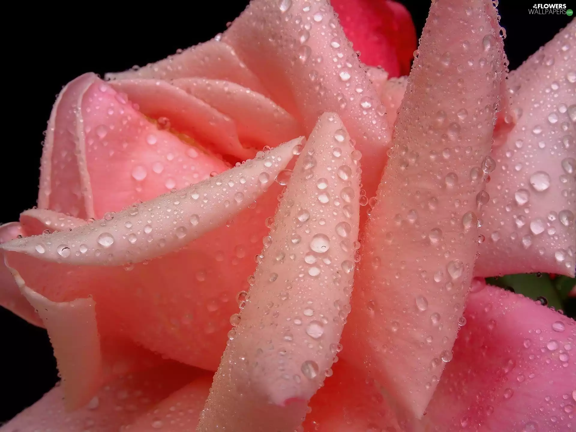 Pink, drops, water, rose