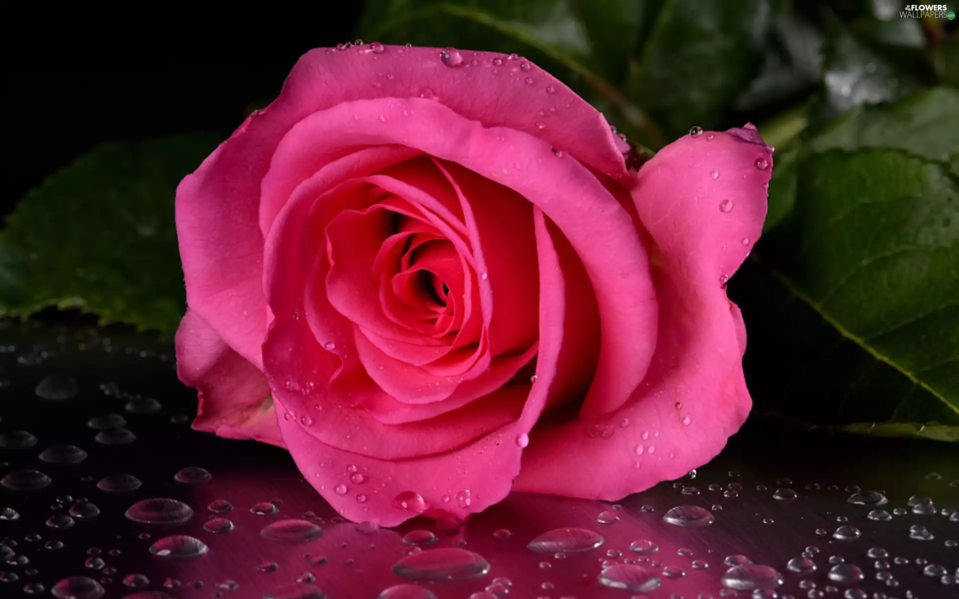 Pink, drops, water, rose