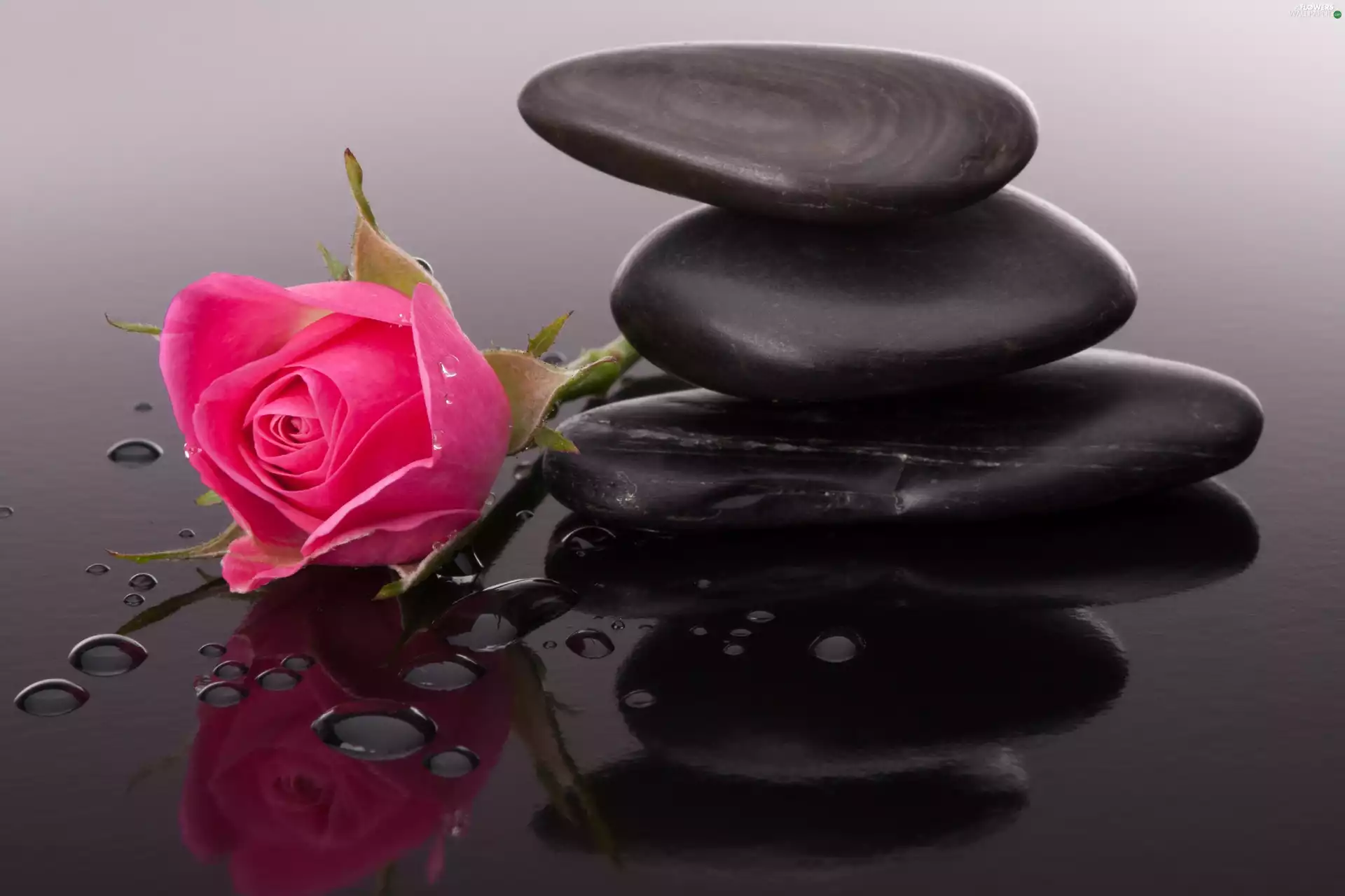 Pink, Stones, water, rose