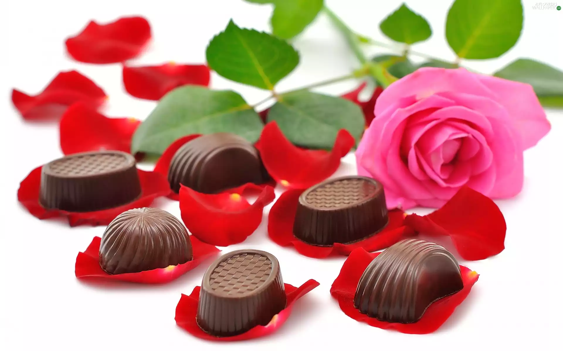 rose, Chocolates, pralines