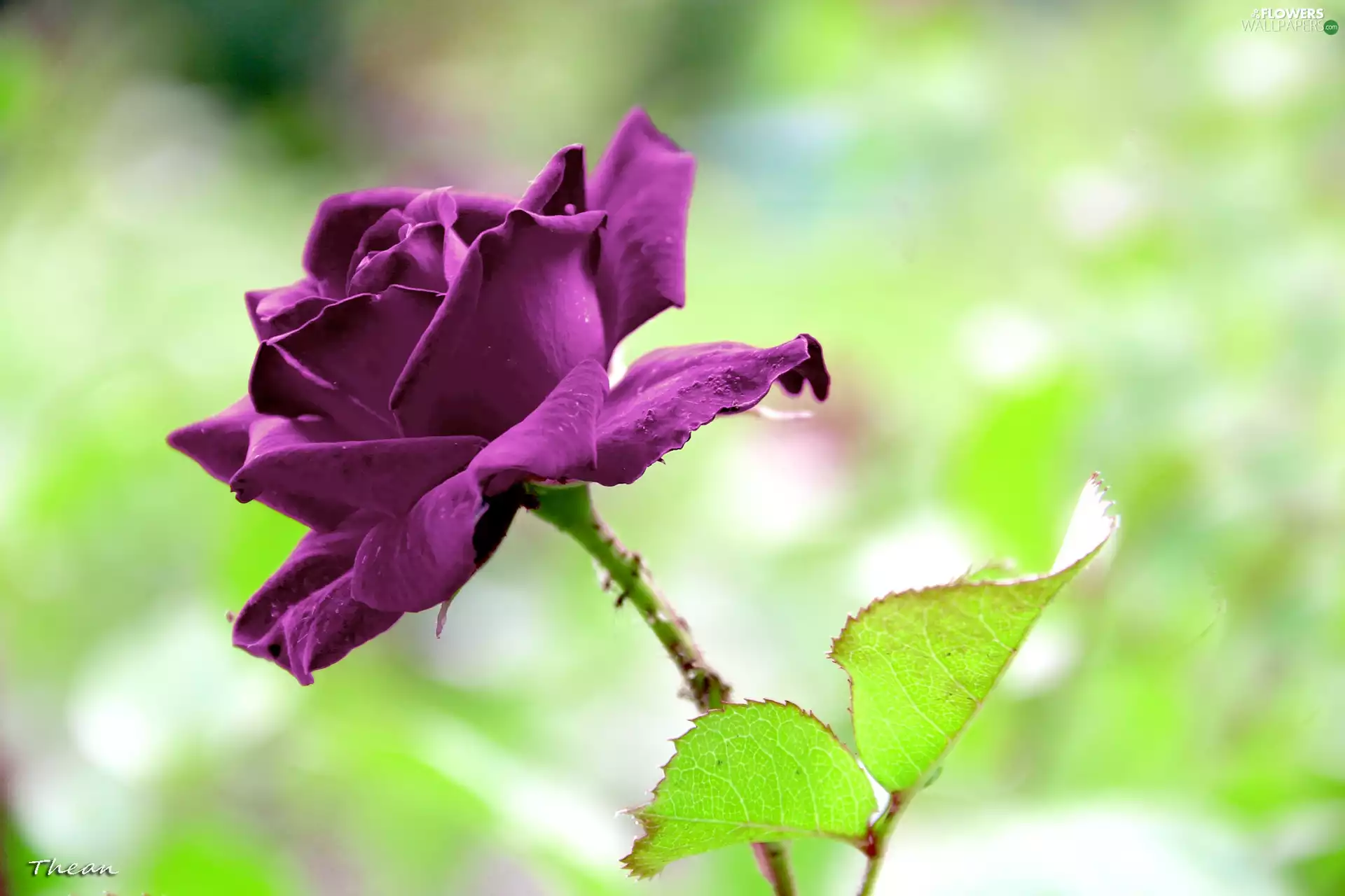 Purple, rose