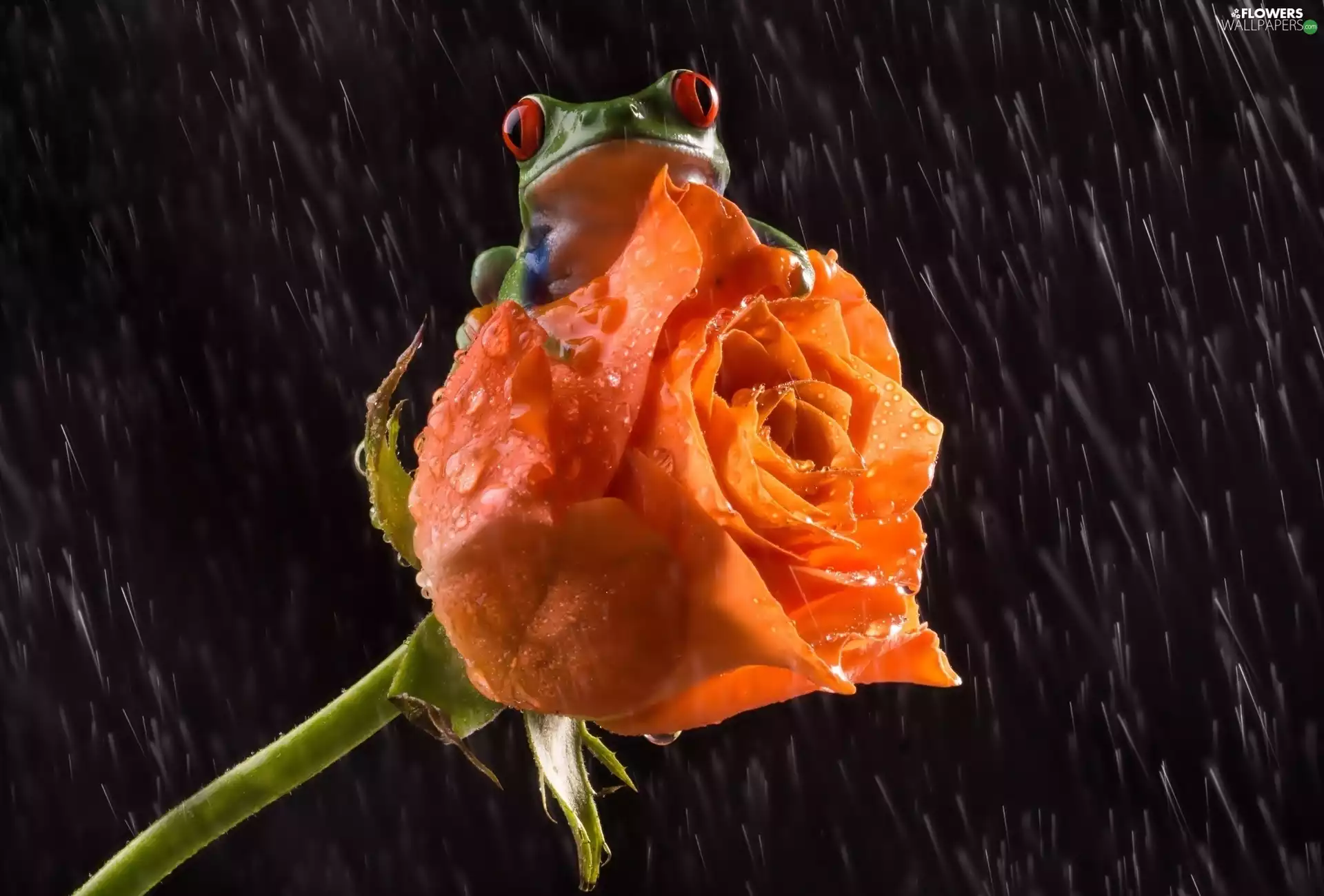 Rain, strange frog, rose