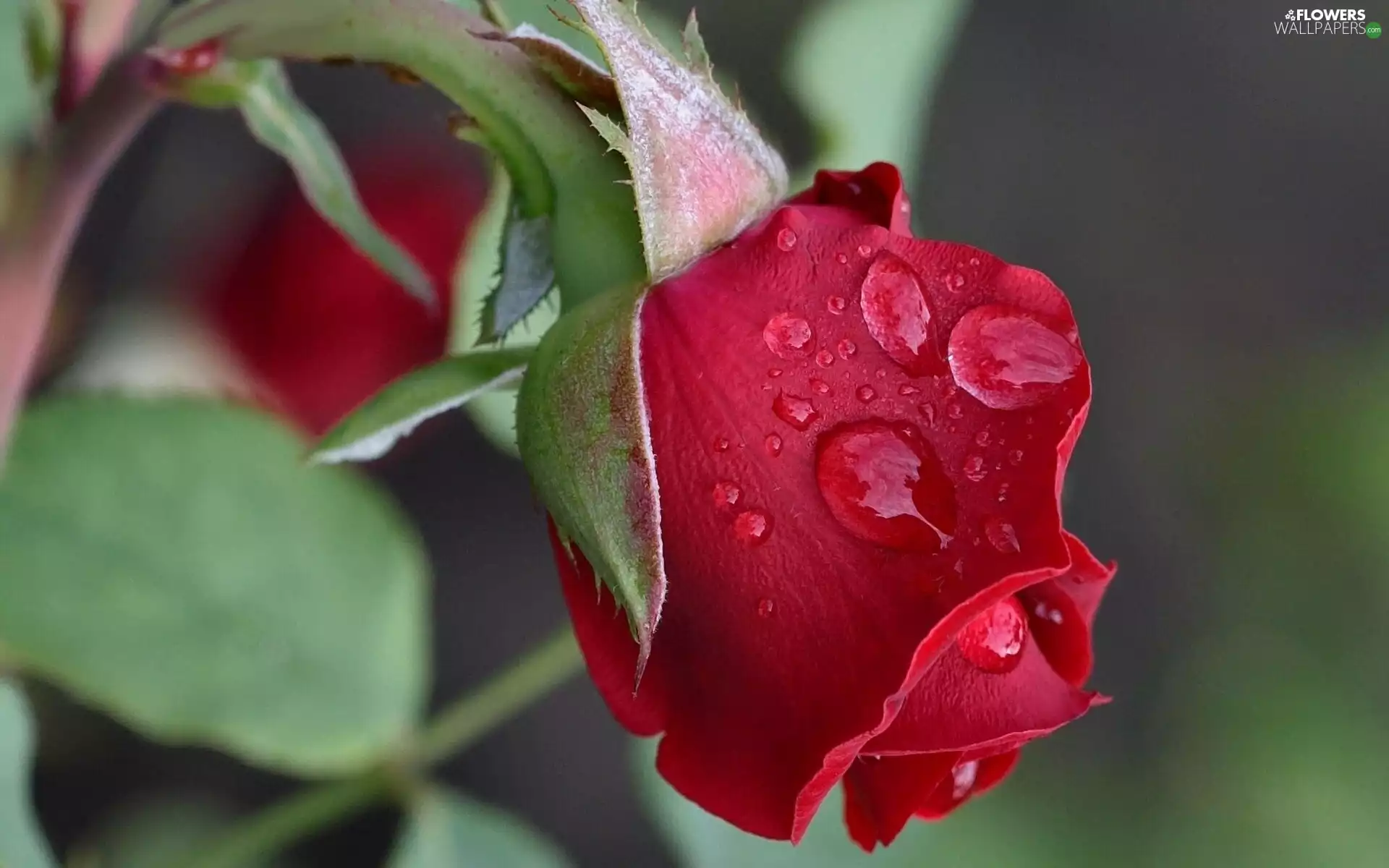 drops, red hot, rose