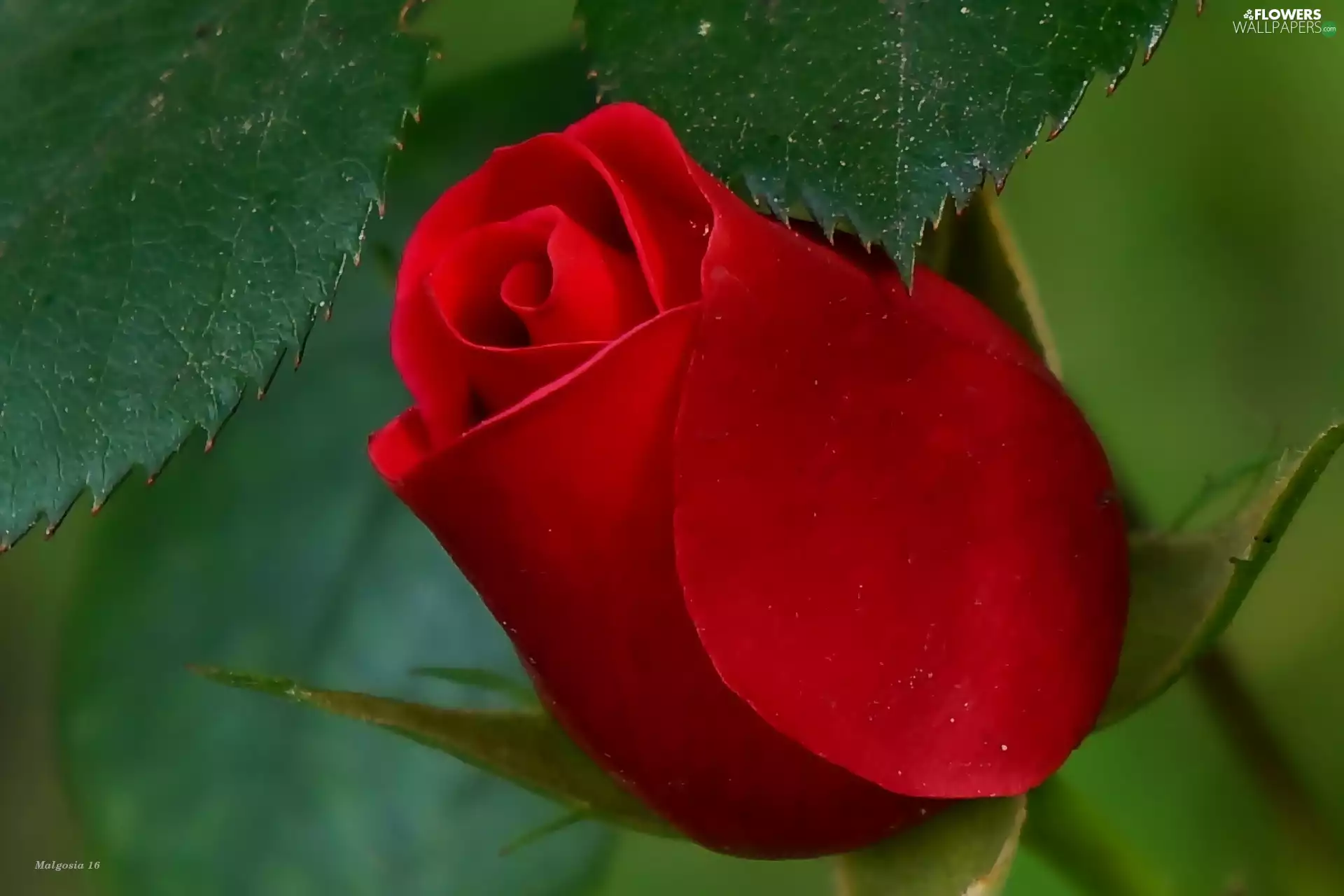 flakes, red hot, rose