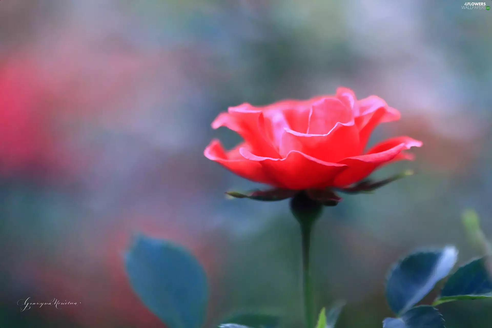 Colourfull Flowers, red hot, rose