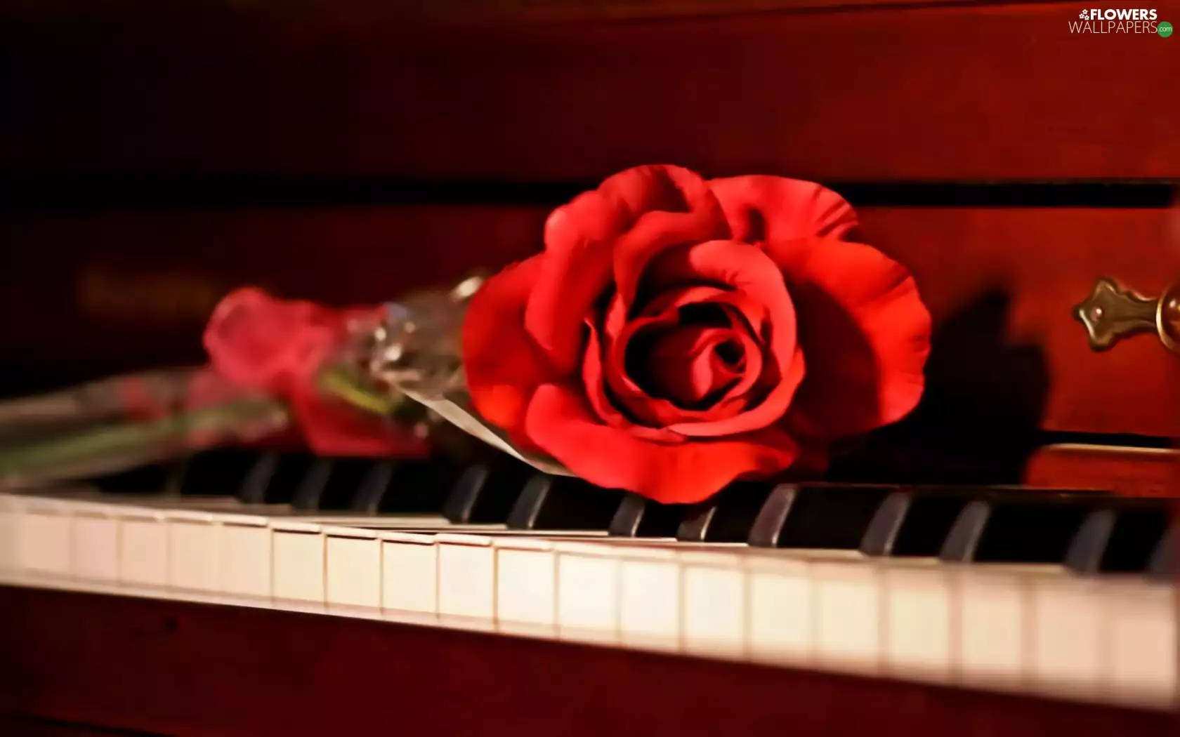 piano, red hot, rose
