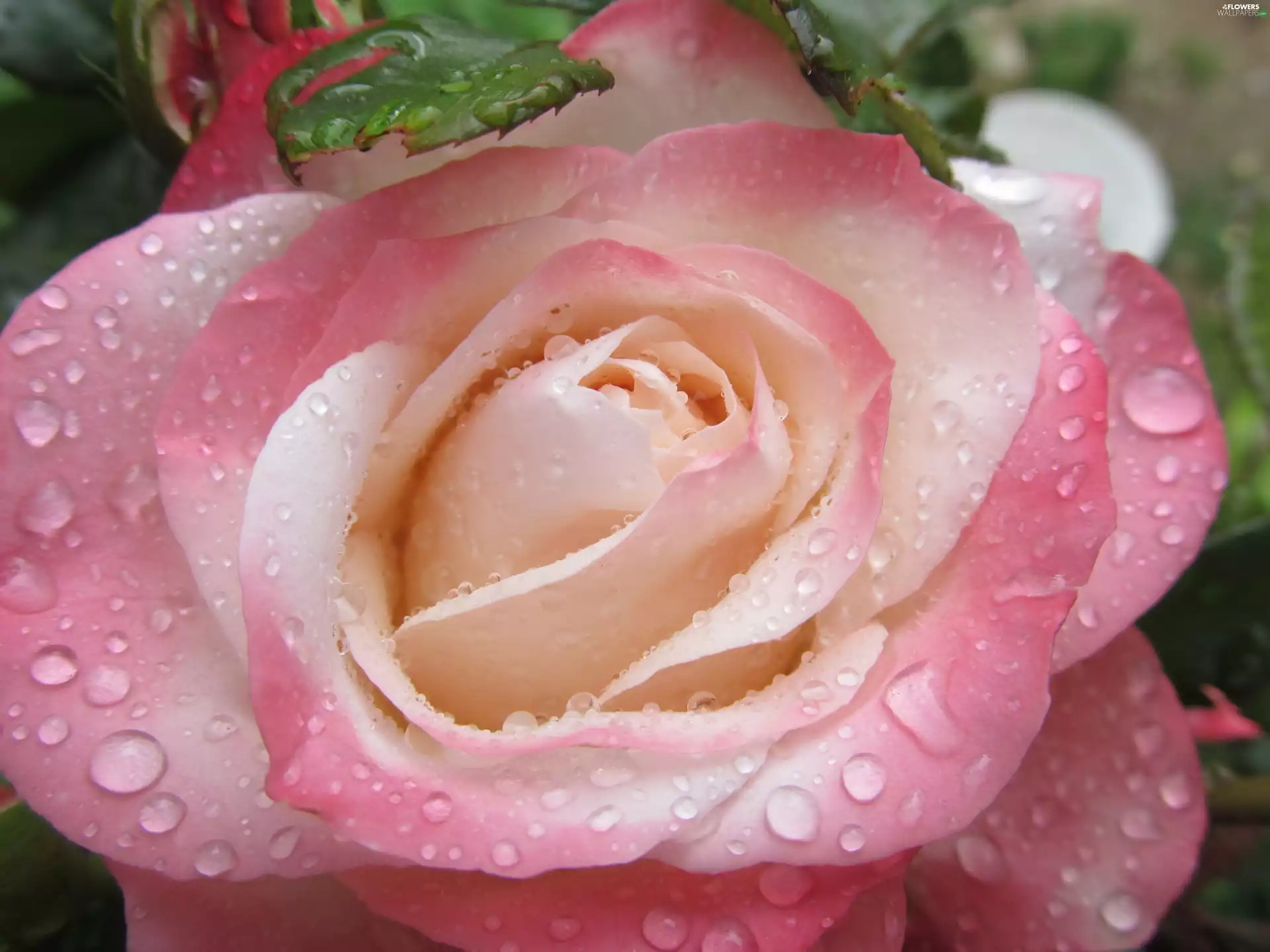 Flowers, rose, rouge, drops, White