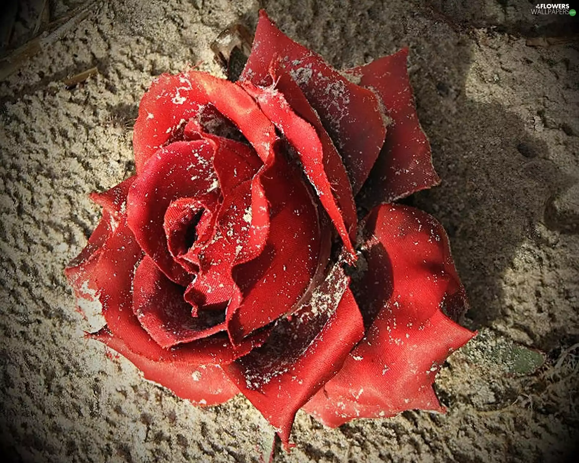 Sand, red hot, rose