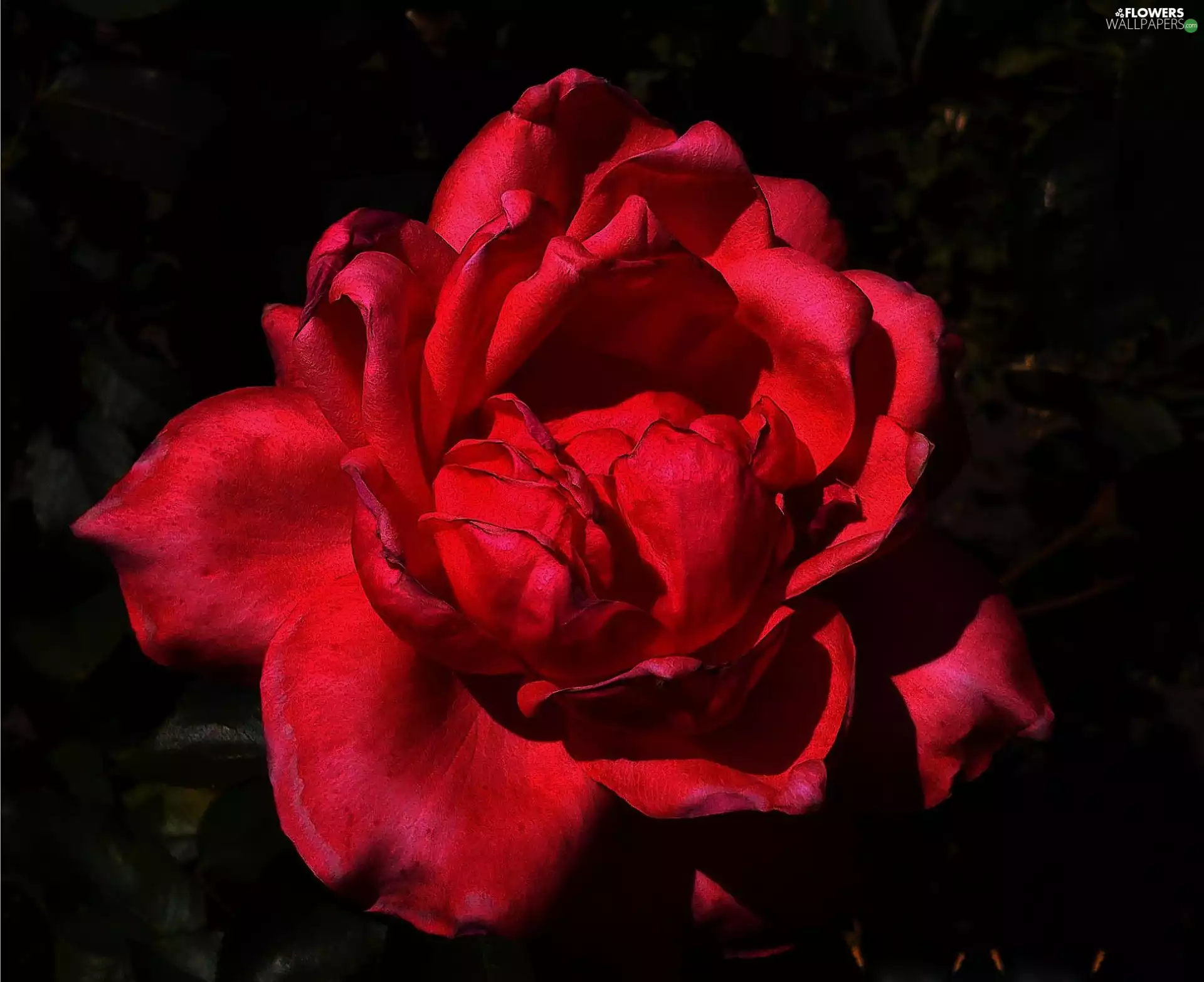 Scarlet, flakes, Black, rose