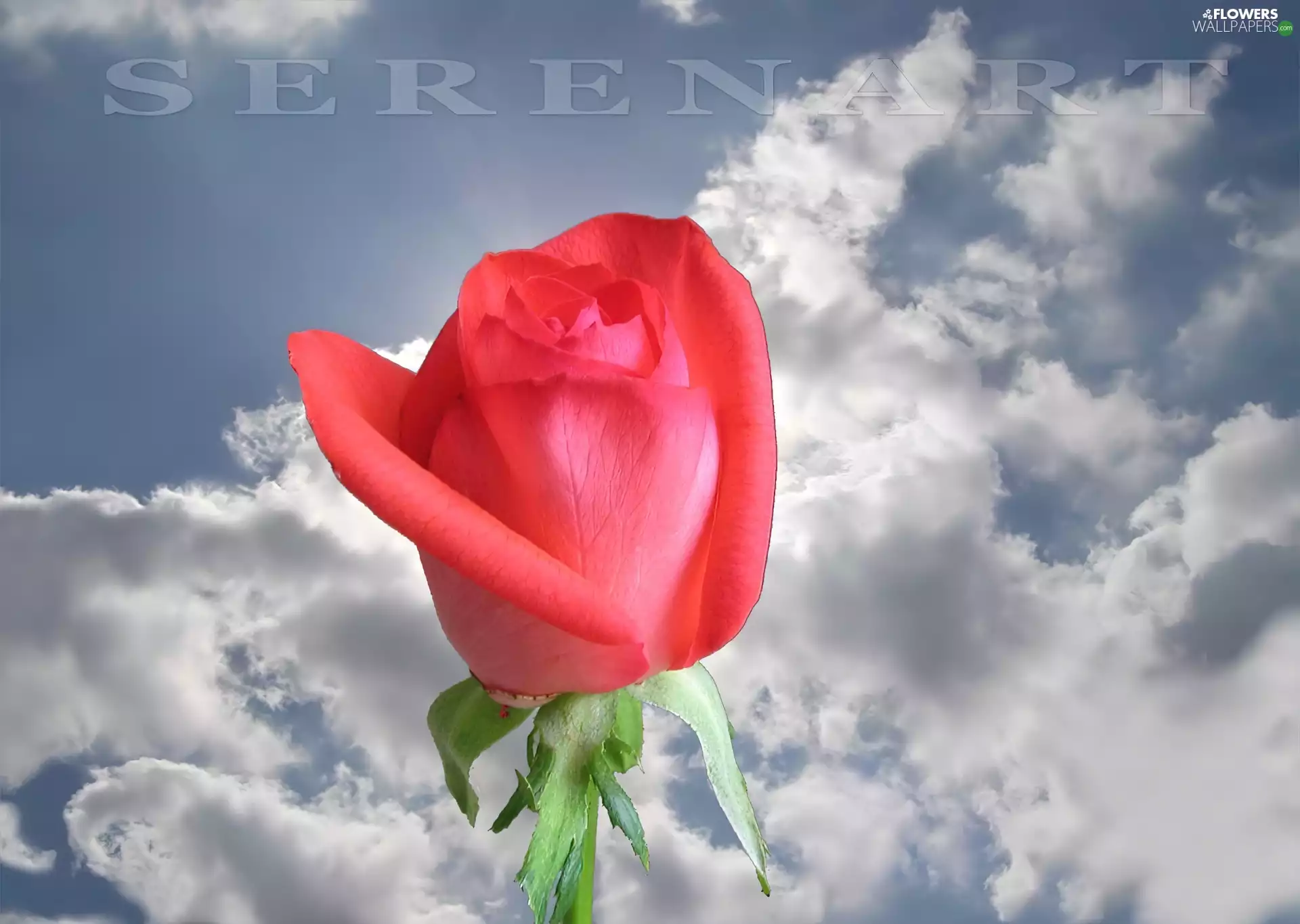 Single, clouds, Sky, rose