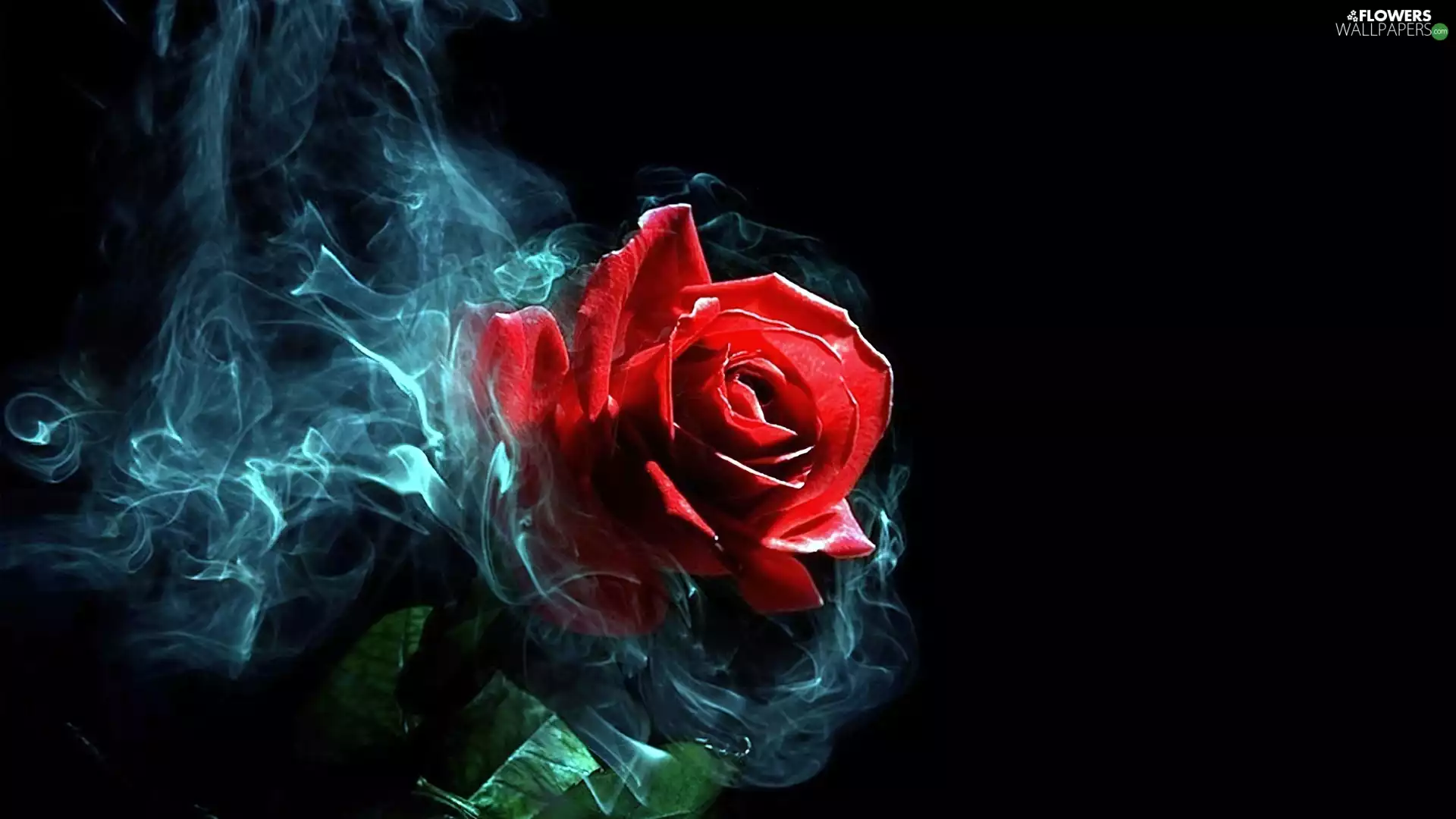 smoke, red hot, rose