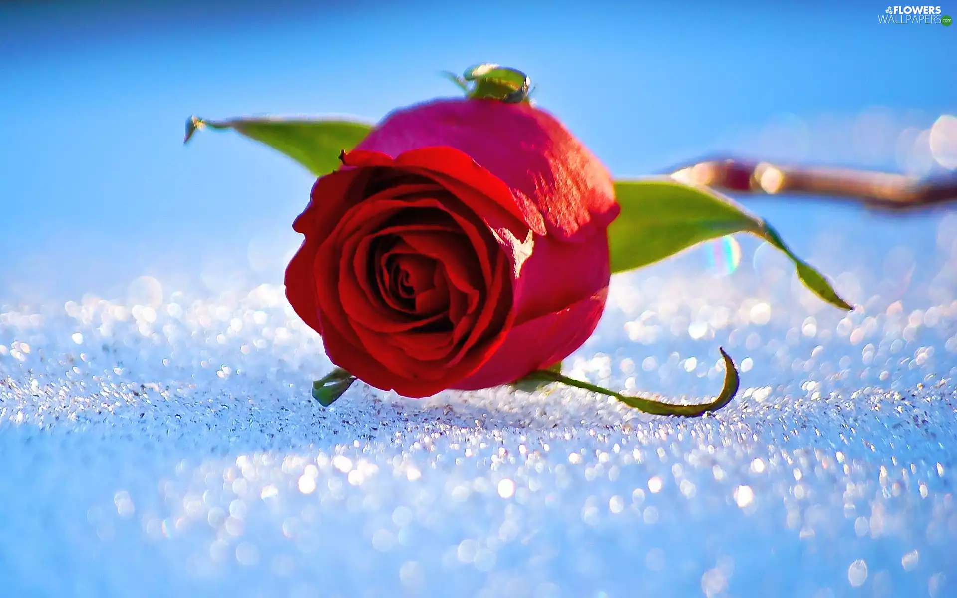 rose, snow