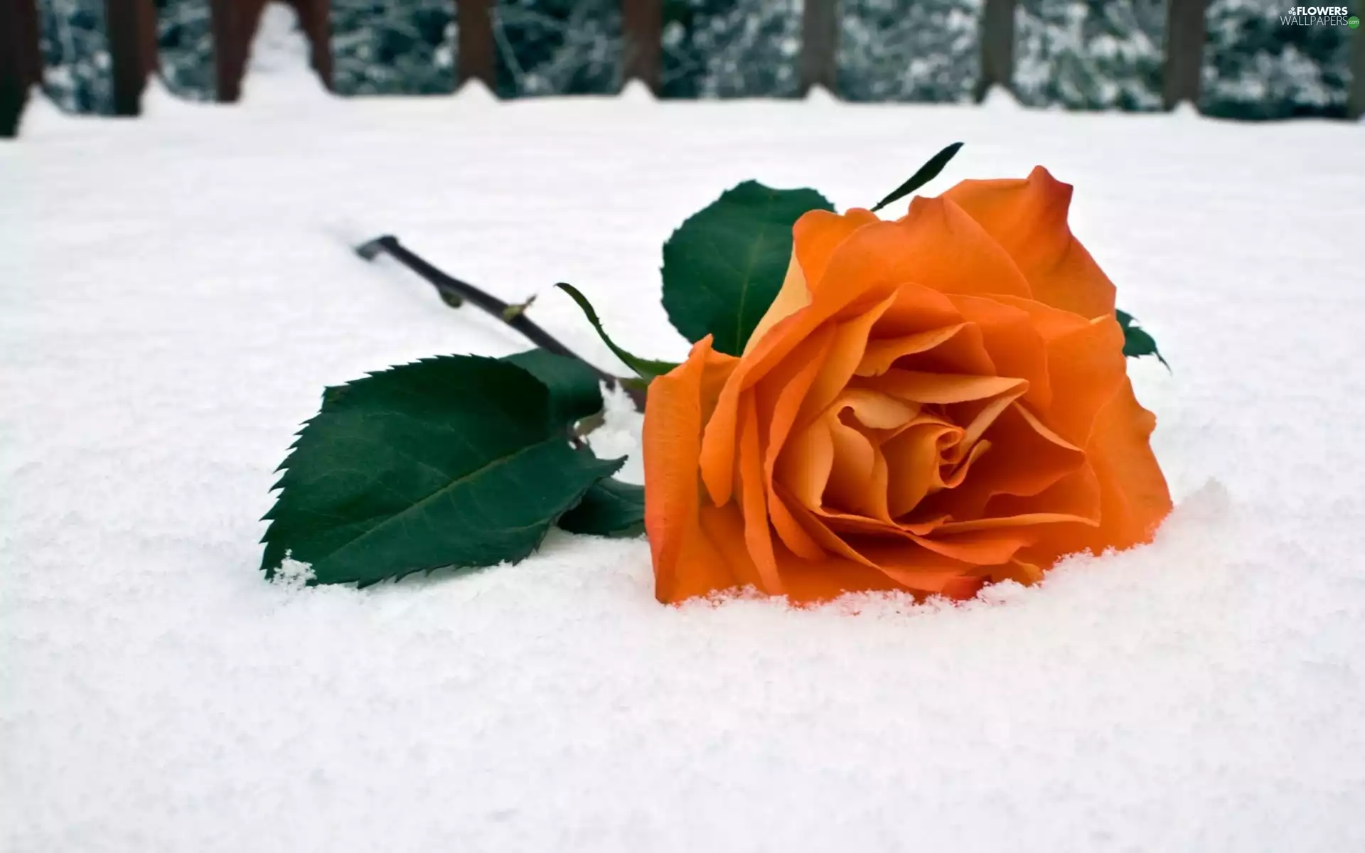snow, rose