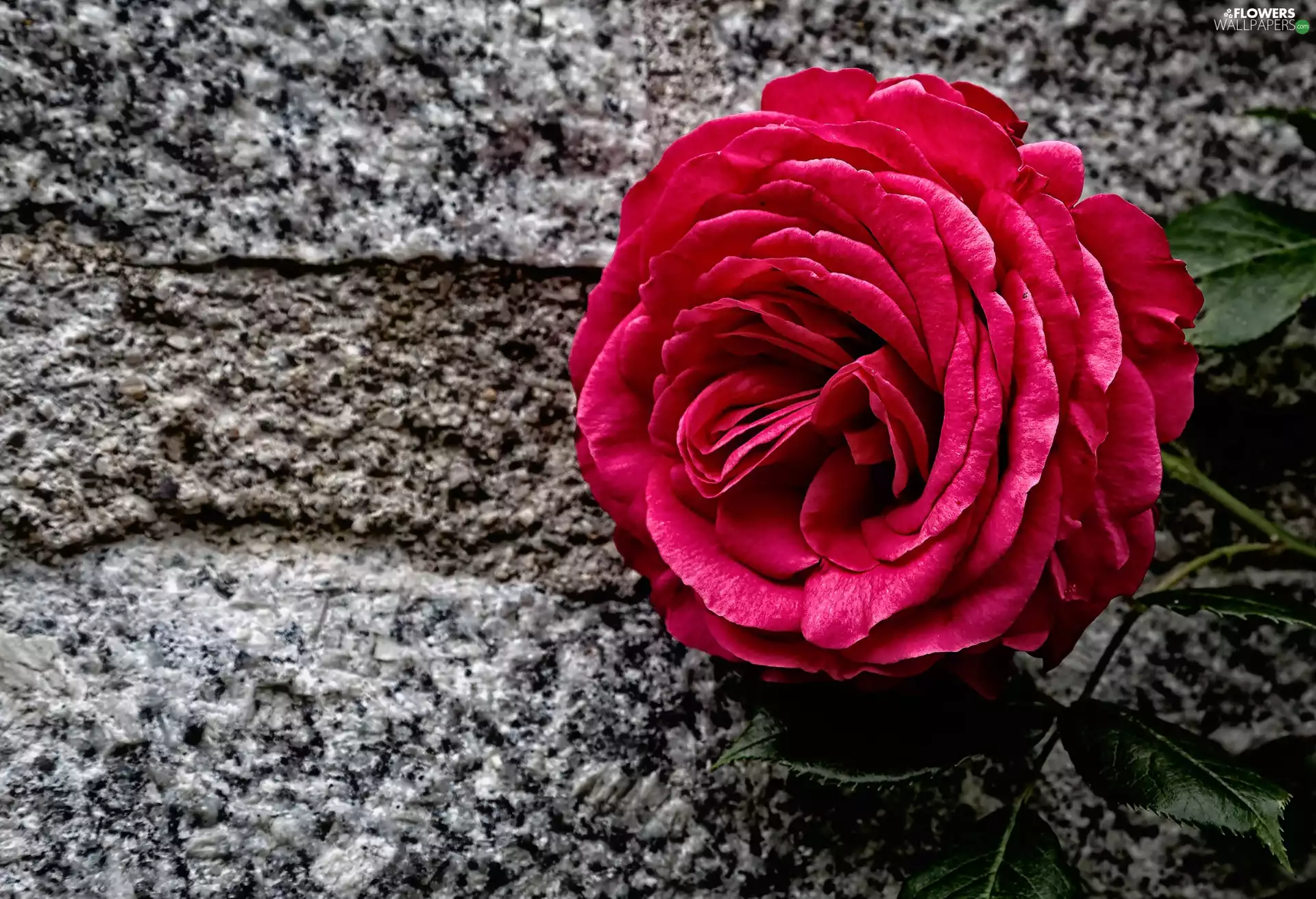 Stone, red hot, rose